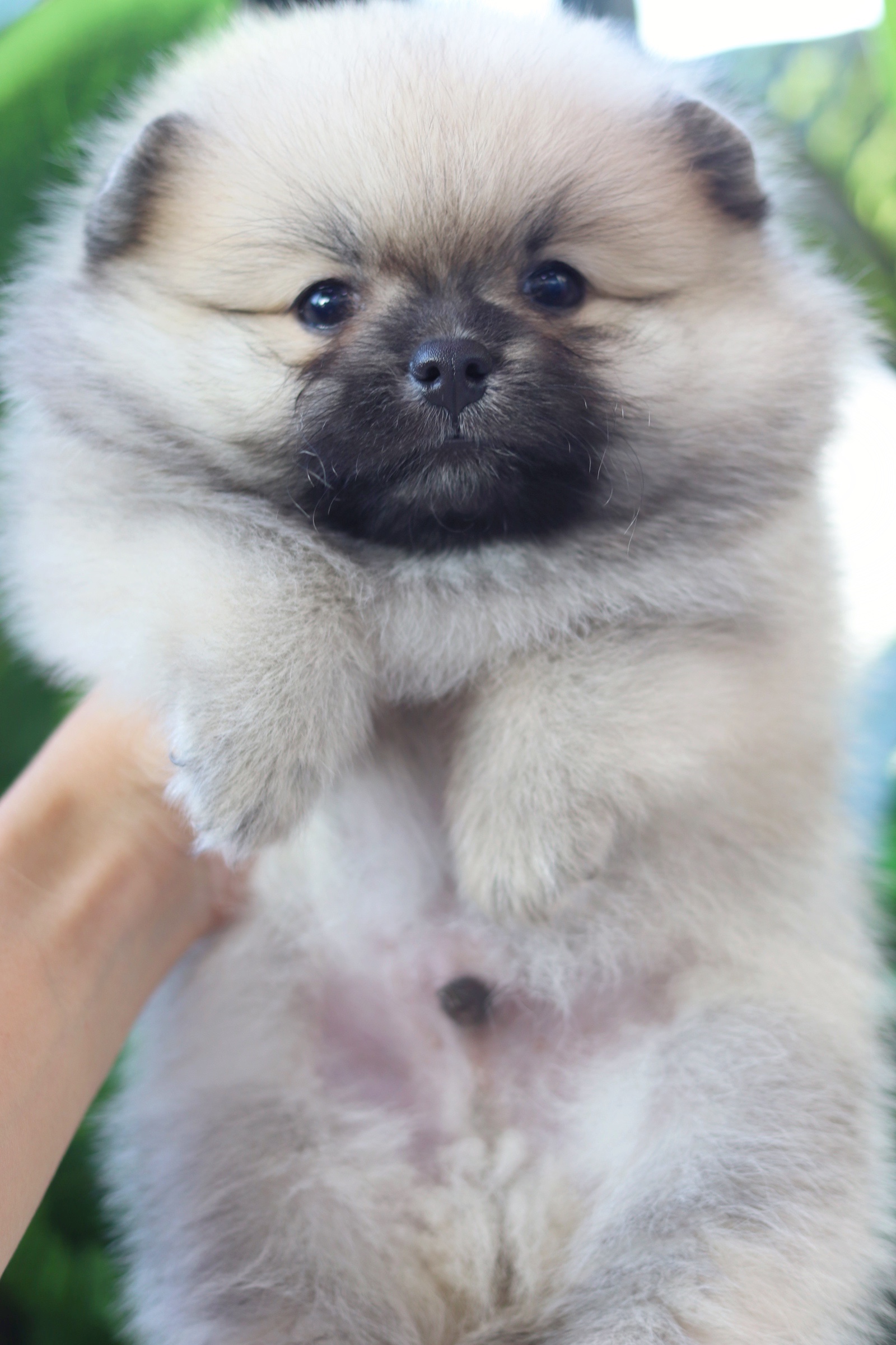 ปอมเมอเรเนียน เพศผู้ สีส้ม