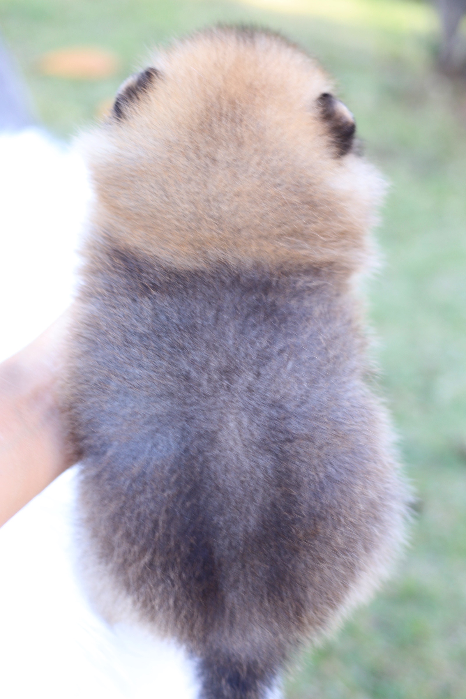 ปอมเมอเรเนียน เพศผู้ สีส้ม