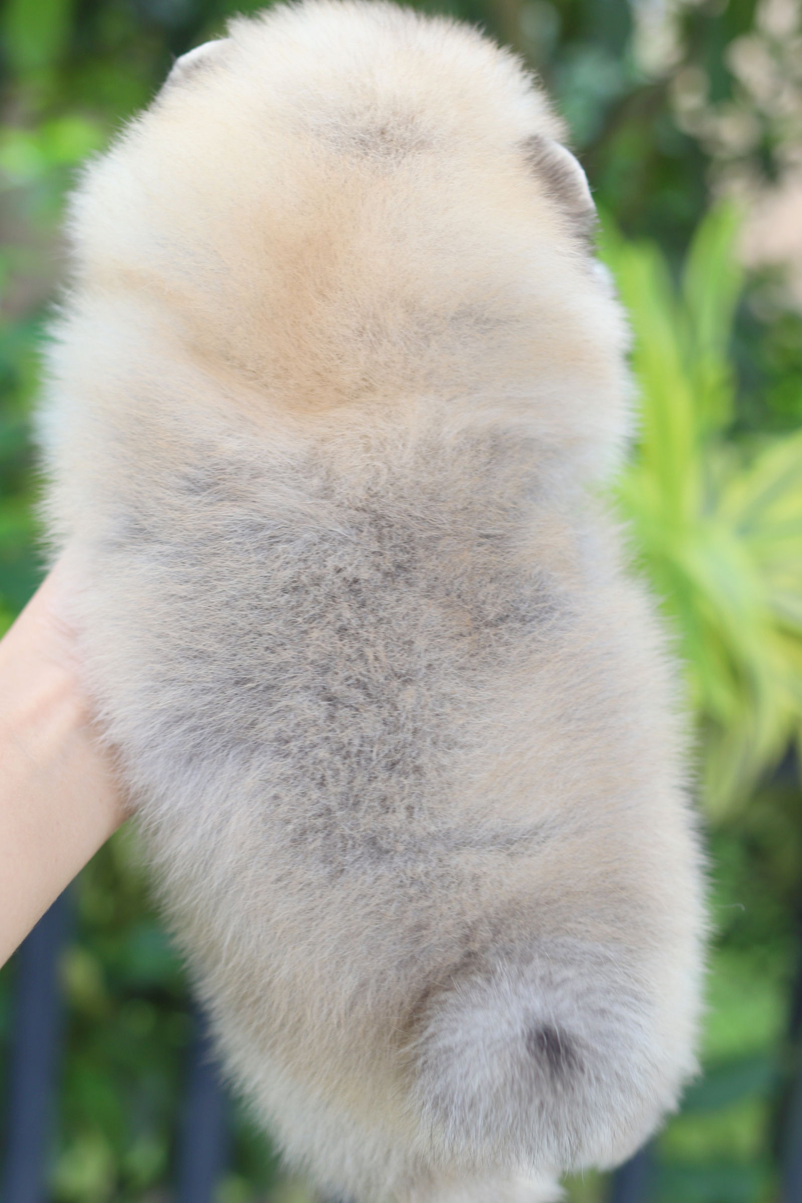 ปอมเมอเรเนียน เพศผู้ สีส้ม มีตำหนิ