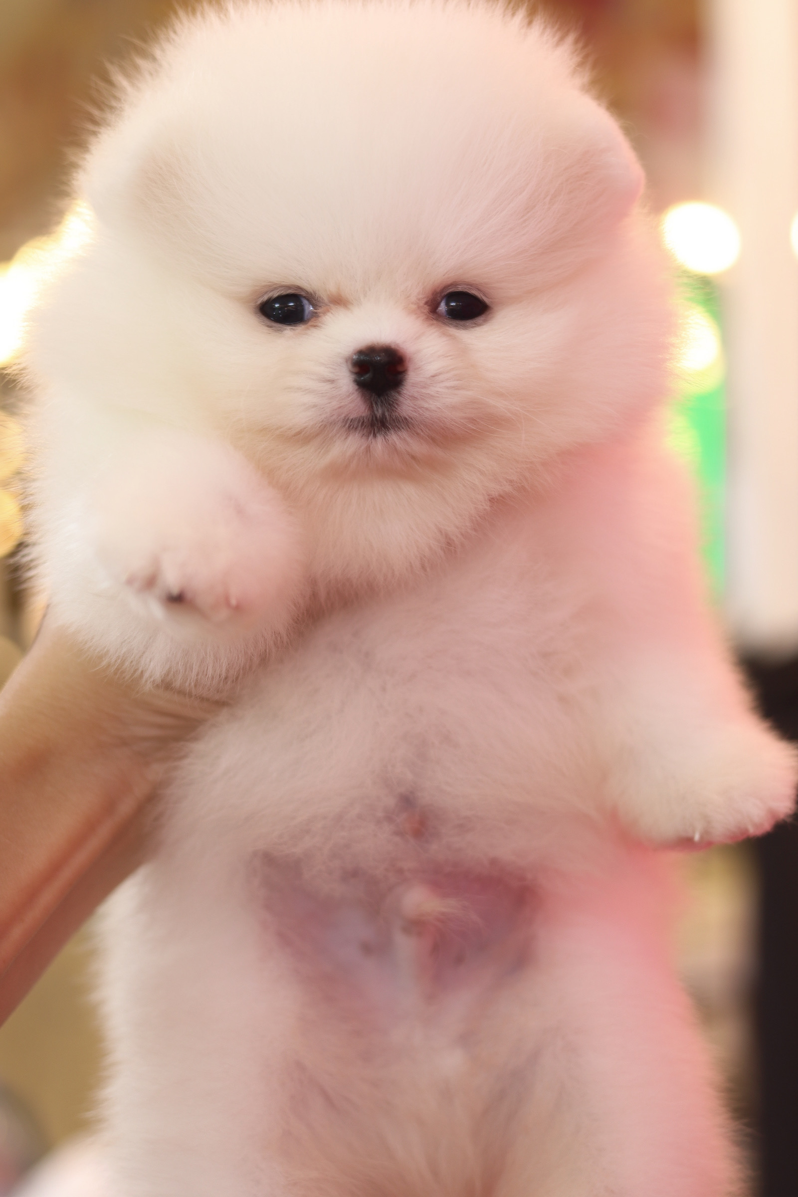 ปอมเมอเรเนียน เพศผู้สีขาวครีม เกรดโชว์