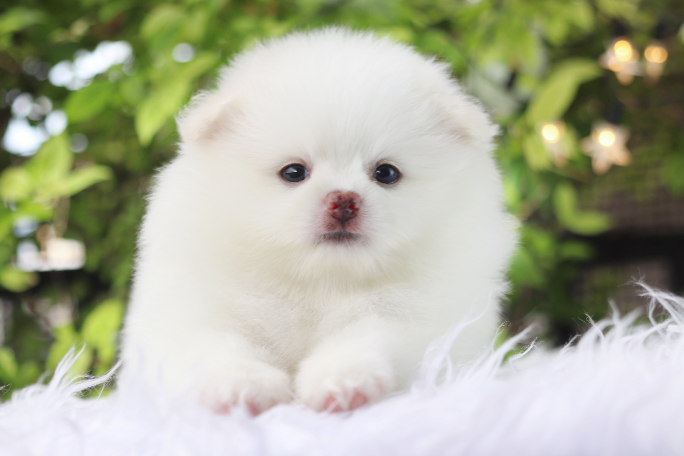 ปอมเมอเรเนียน เพศเมียสีขาว เกรดโชว์