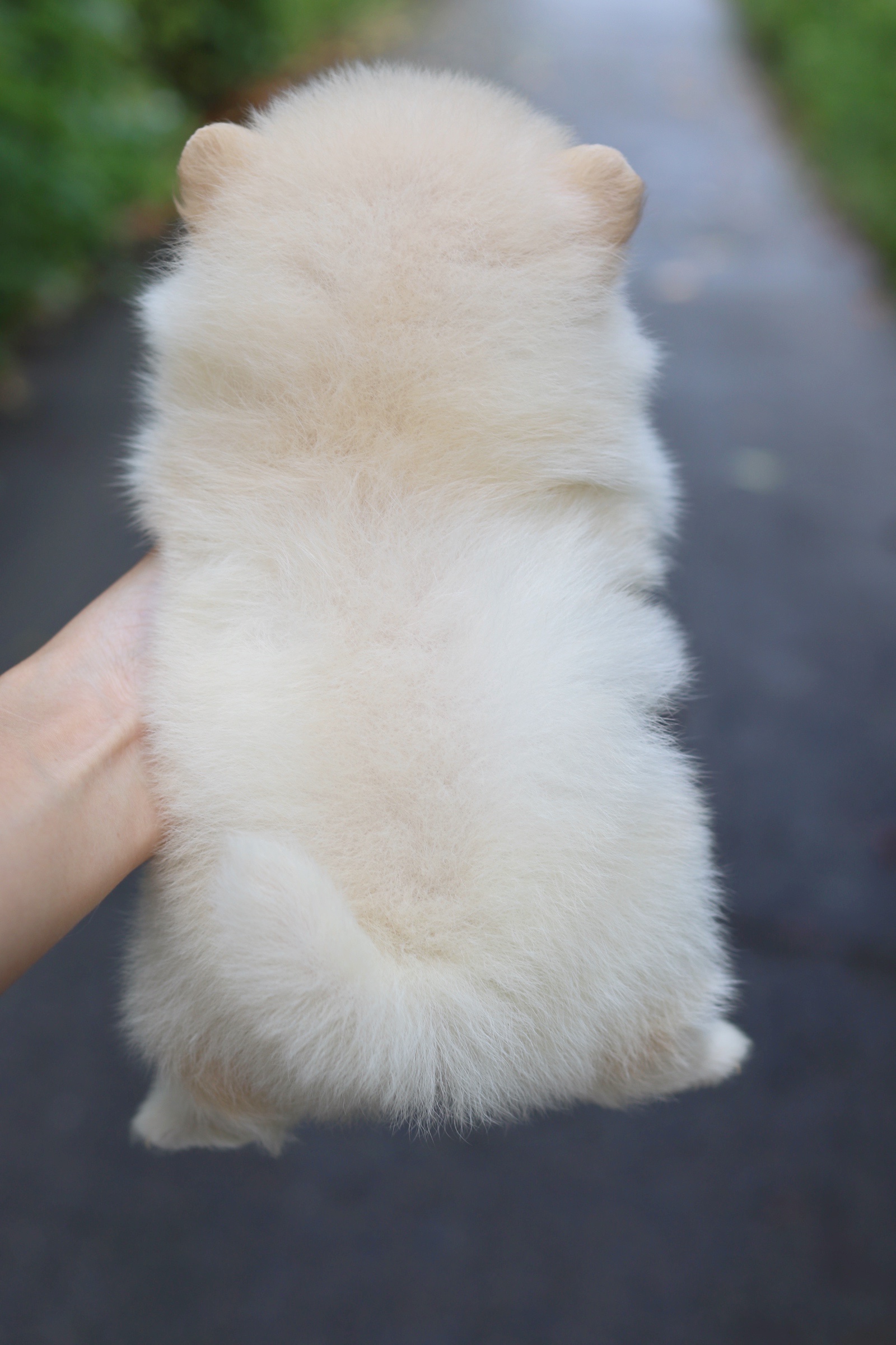 ปอมเมอเรเนียน เพศผู้ สีขาวครีมไซส์เล็ก