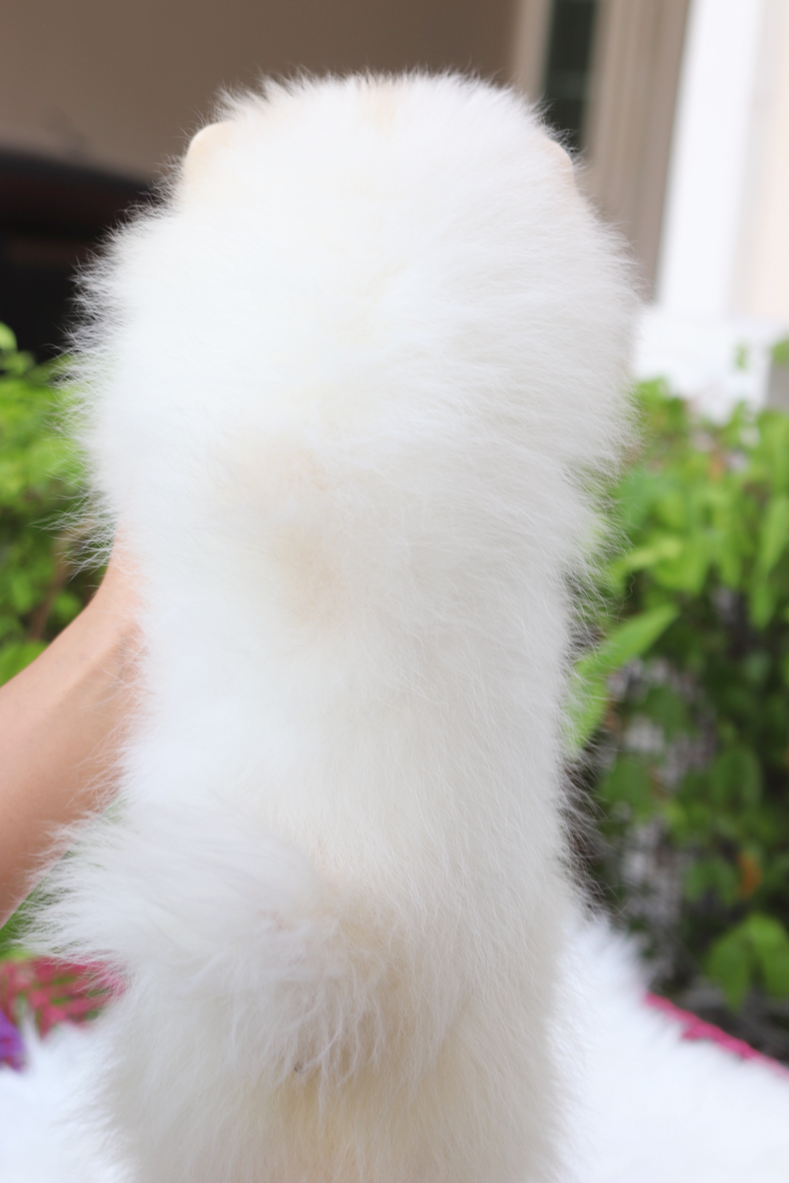 ปอมเมอเรเนียน เพศผู้สีขาวครีม