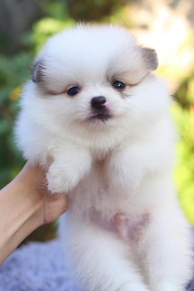 ปอมเมอเรเนียนอ เพศผู้