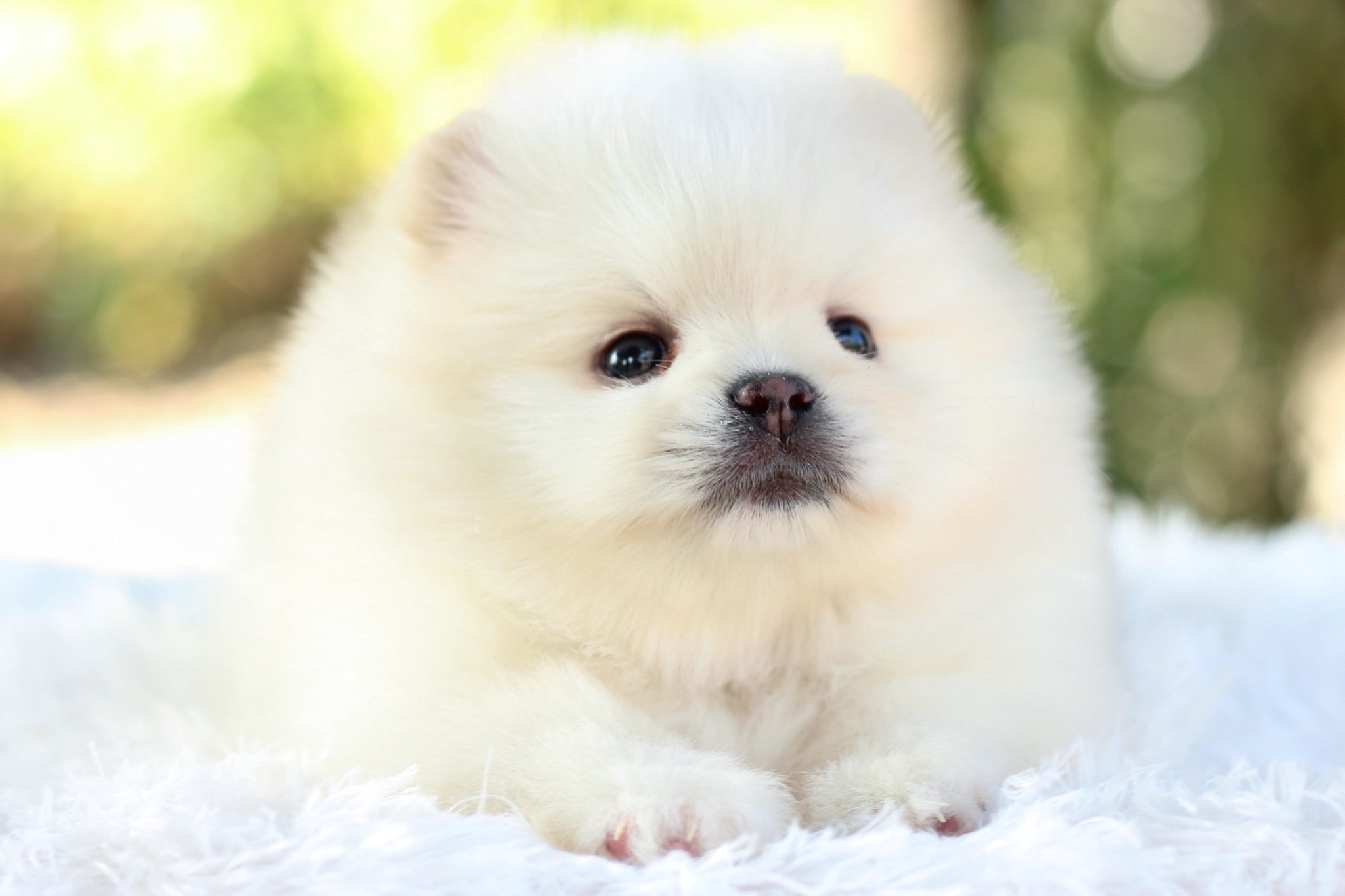 ปอมเมอเรเนียน เพศผู้ขาวครีม