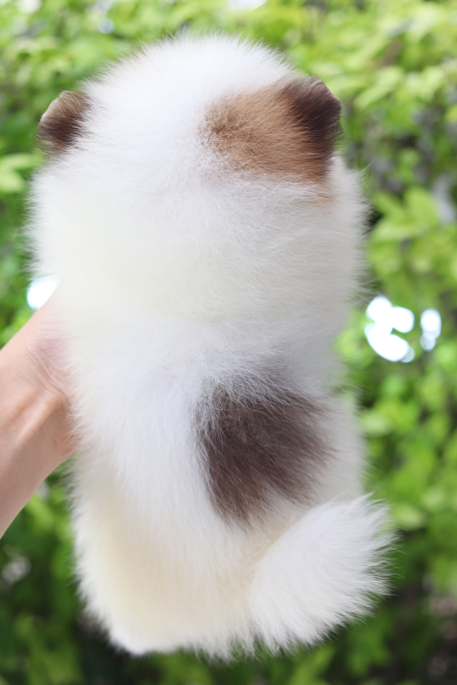 ปอมเมอเรเนียน เพศเมียสีแฟนซี