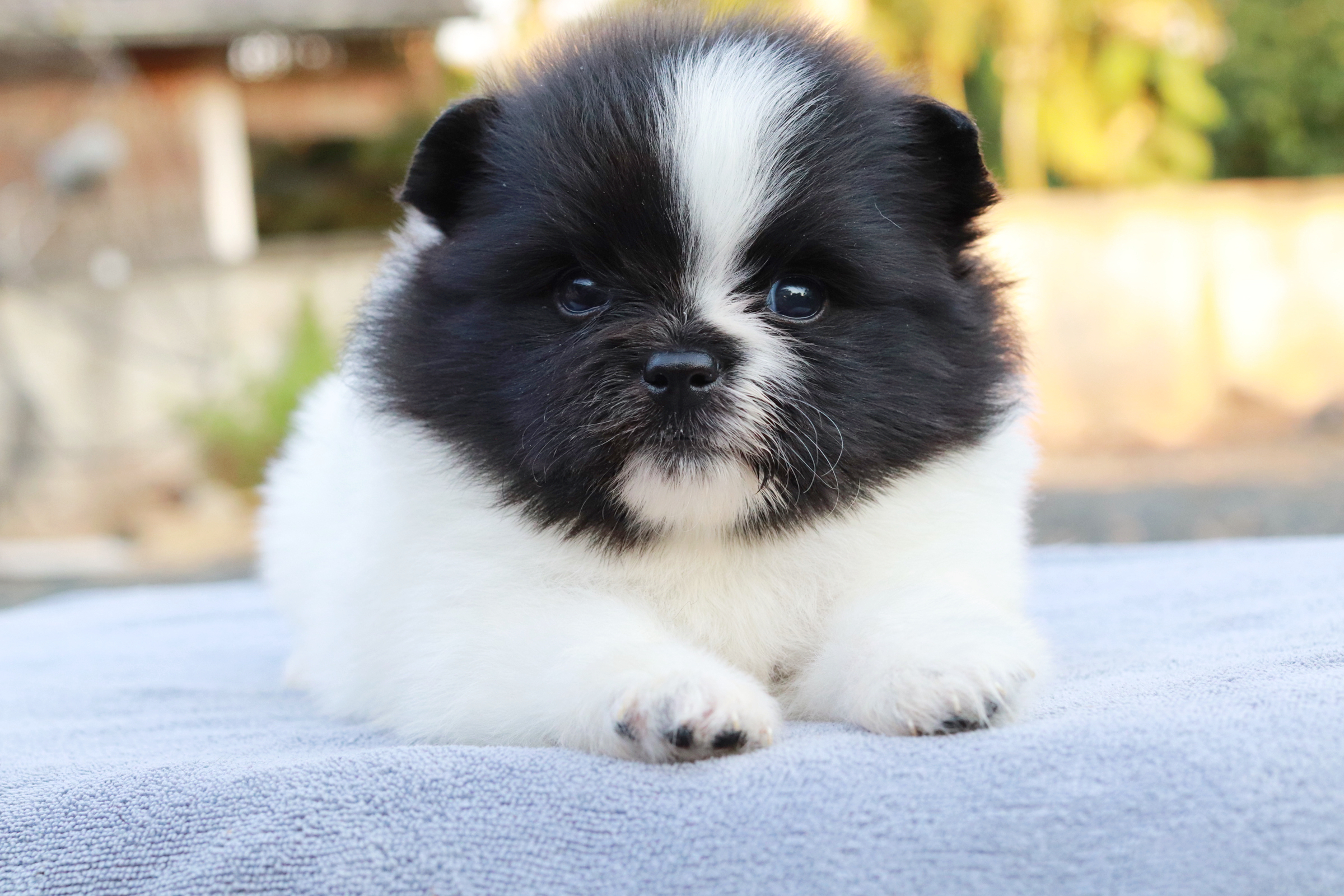 ปอมเมอเรเนียน เพศผู้