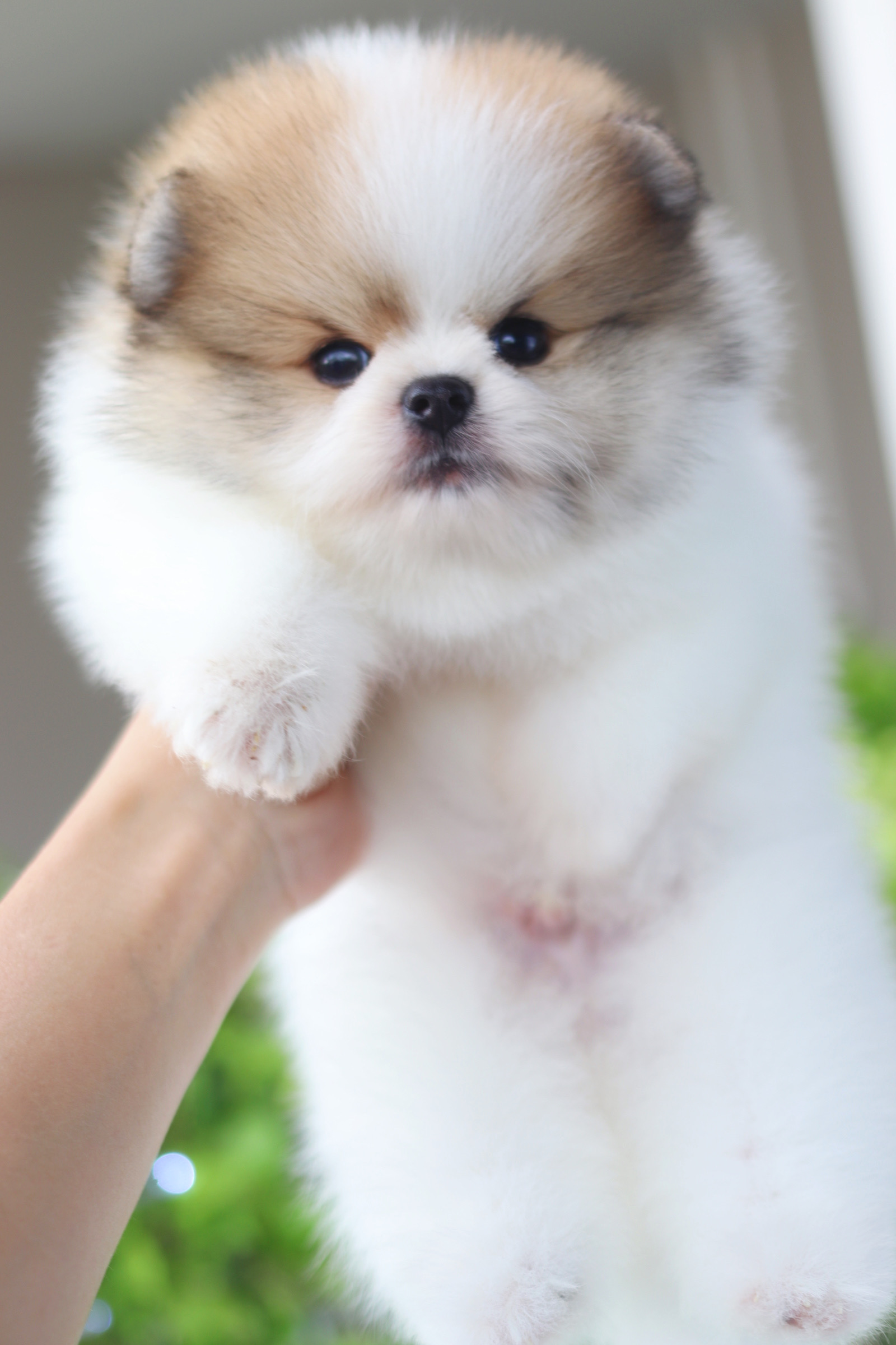 ปอมเมอเรเนียน เพศผู้ สีแฟนซี เกรดโชว์