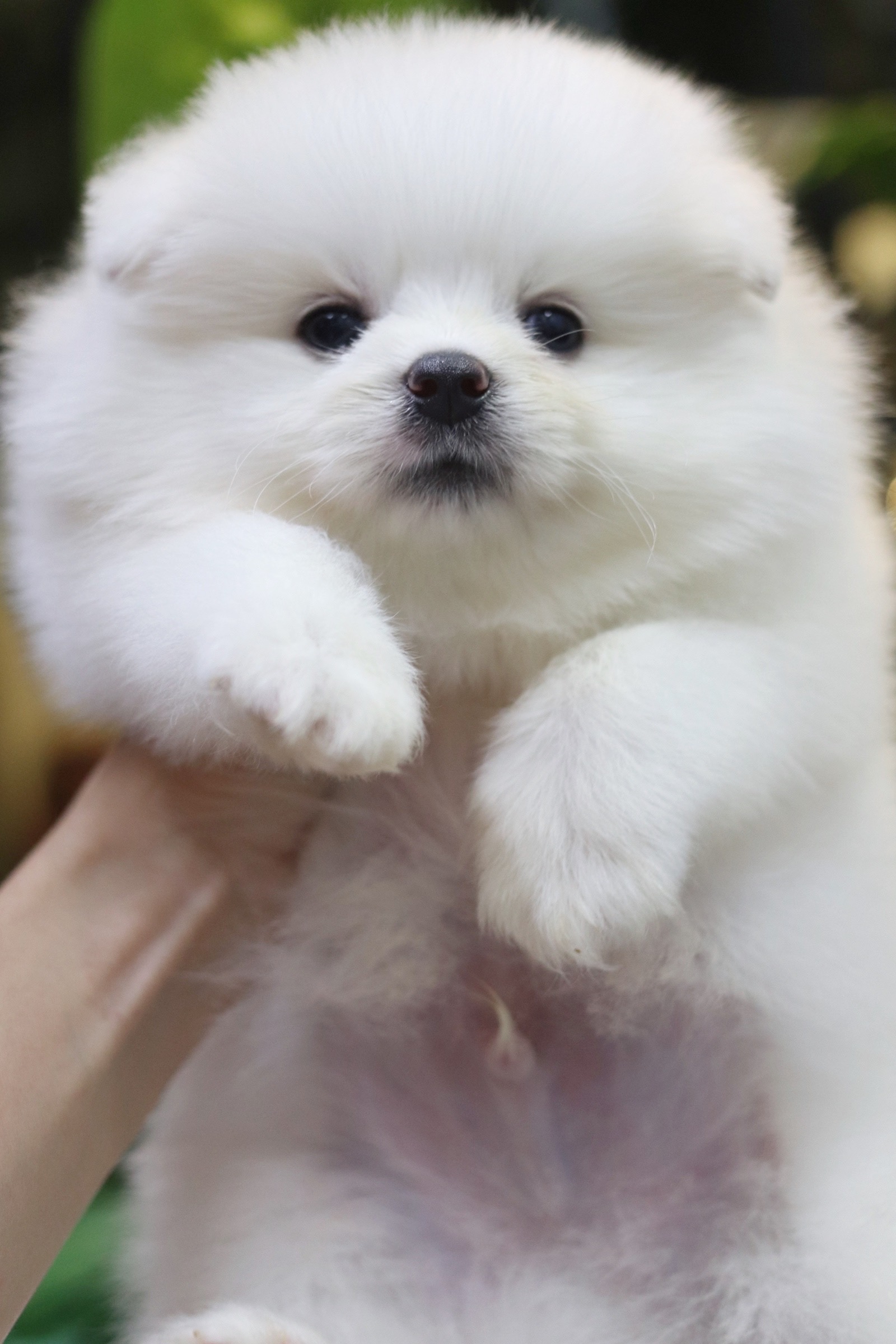 ปอมเมอเรเนียน เพศผู้ สีขาวครีม