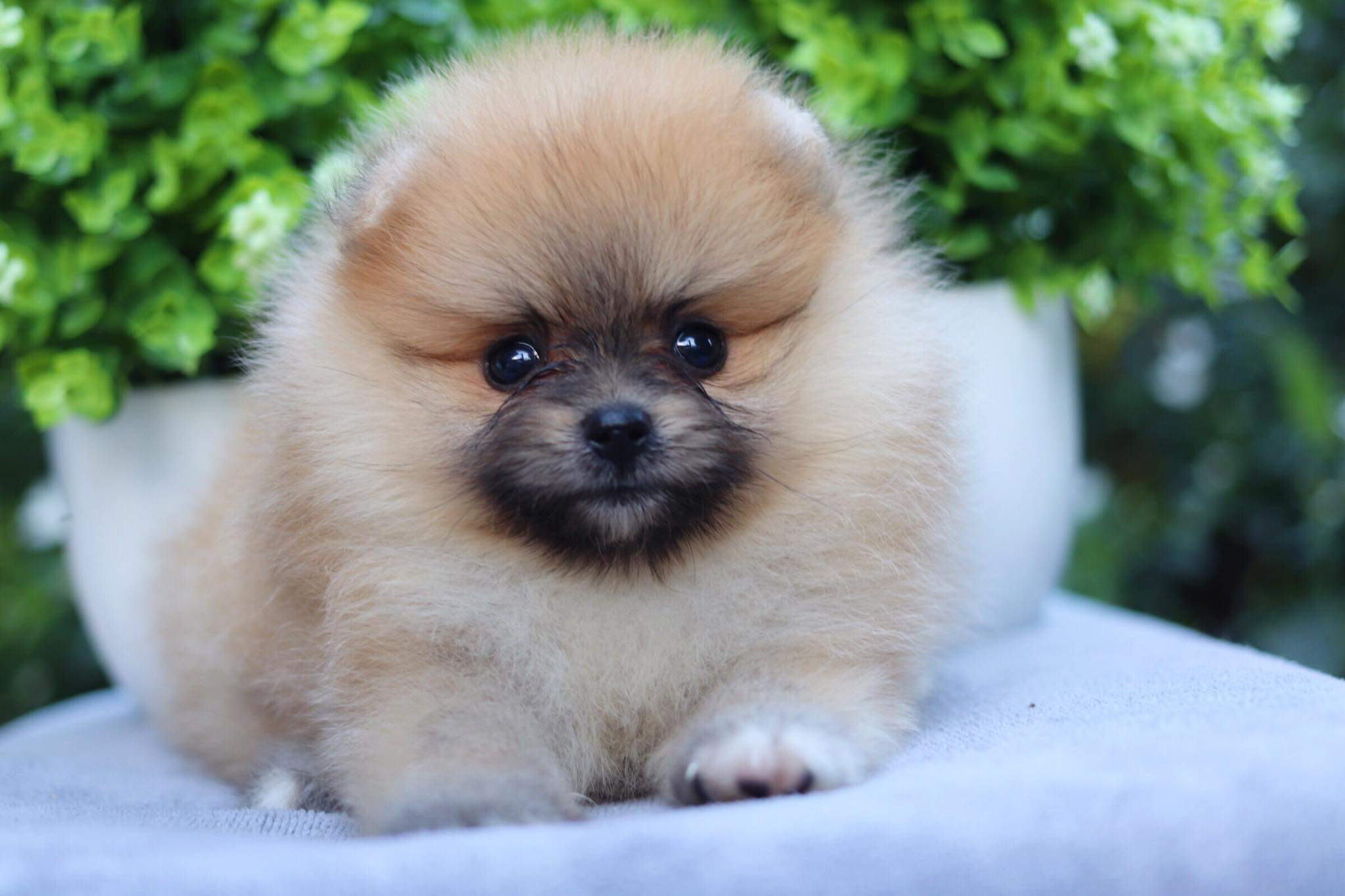 ปอมเมอเรเนียน เพศเมีย