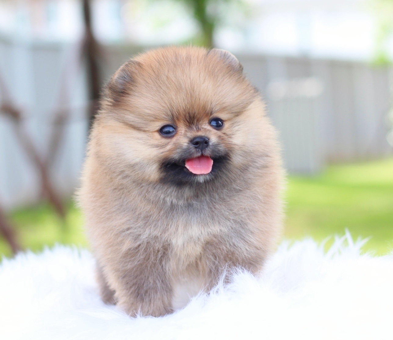 ปอมเมอเรเนียน เพศเมียสีส้ม