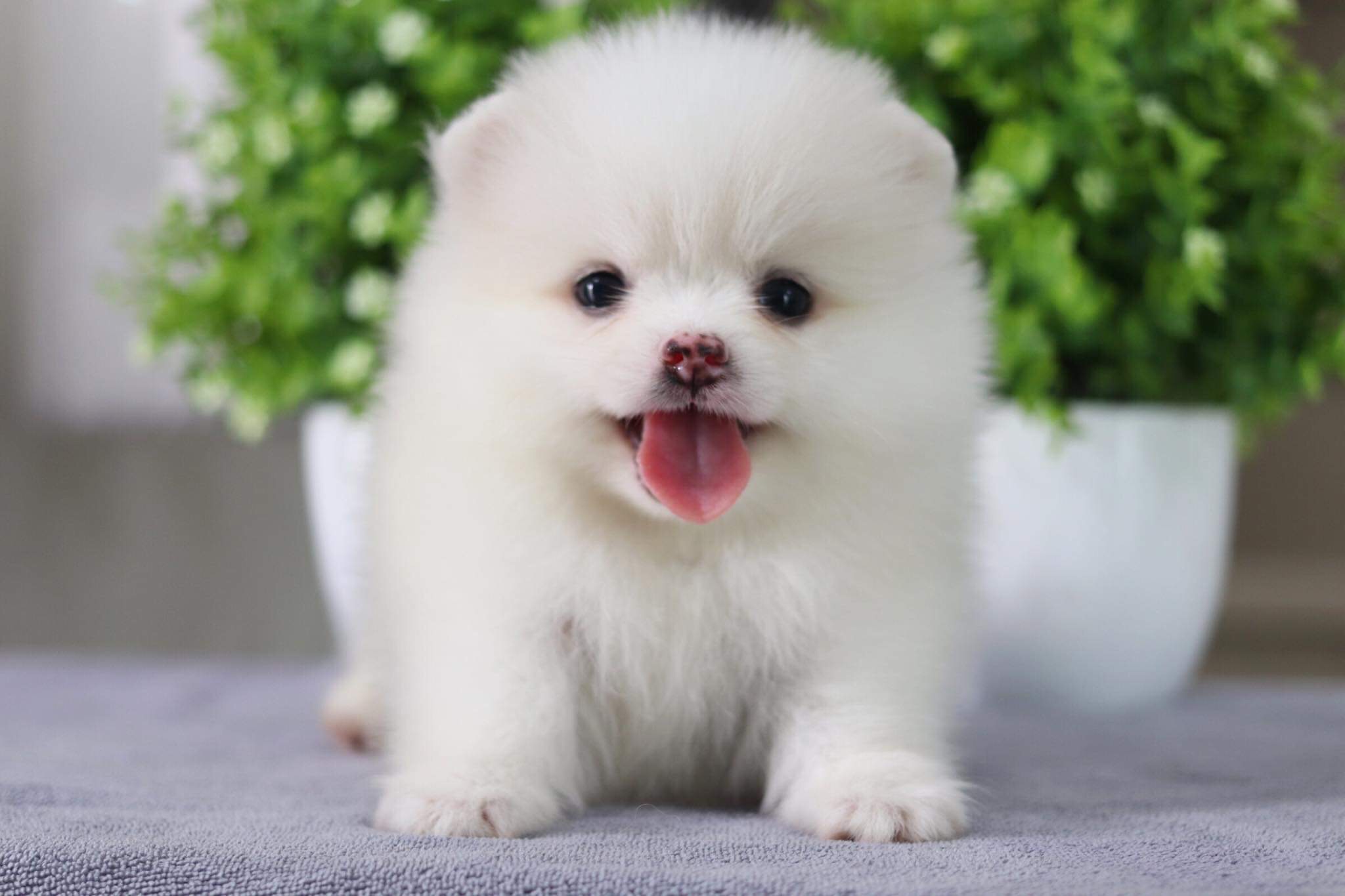 ปอมเมอเรเนียน เพศผู้