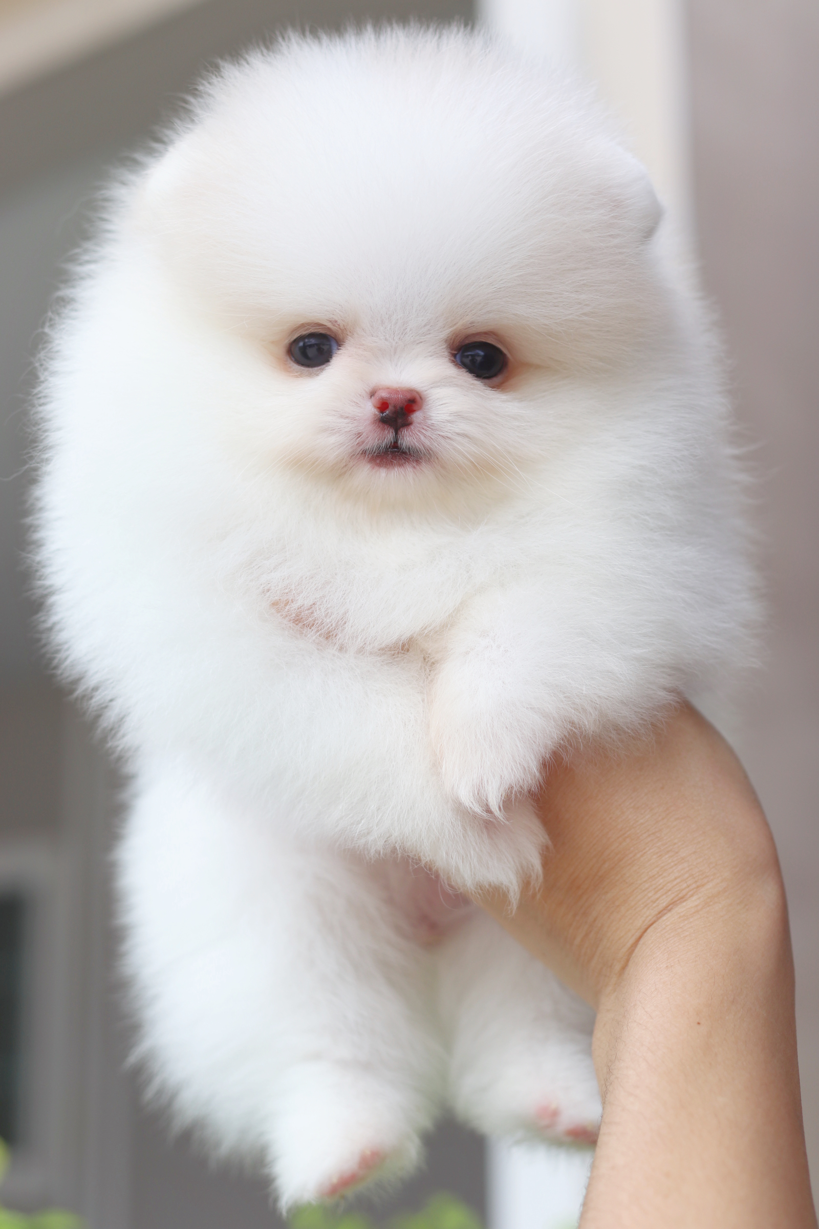 ปอมเมอเรเนียน เพศเมียสีขาวครีม เกรดโชว์ สายเลือดเกาหลี