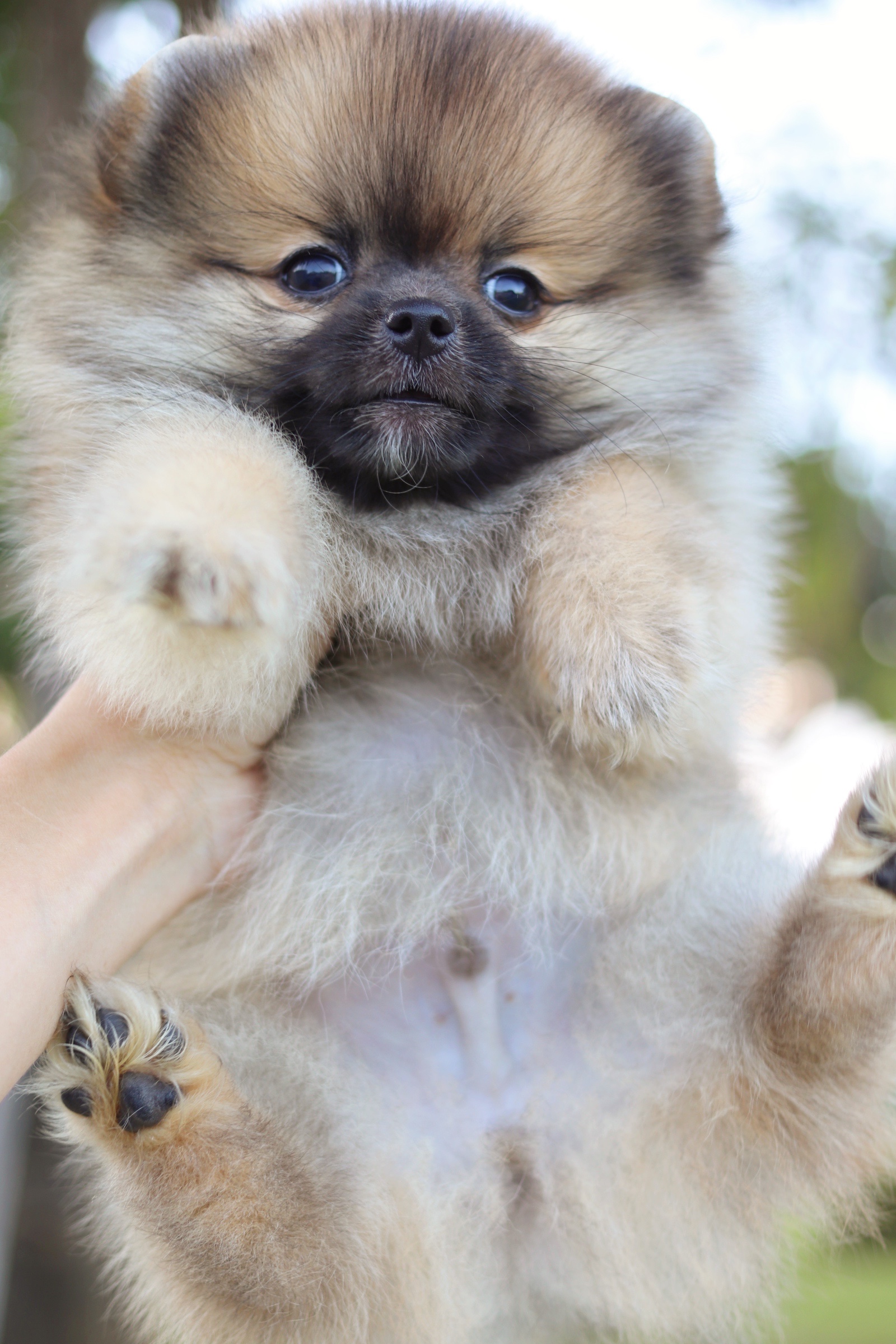 ปอมเมอเรเนียน เพศผู้ สีส้ม