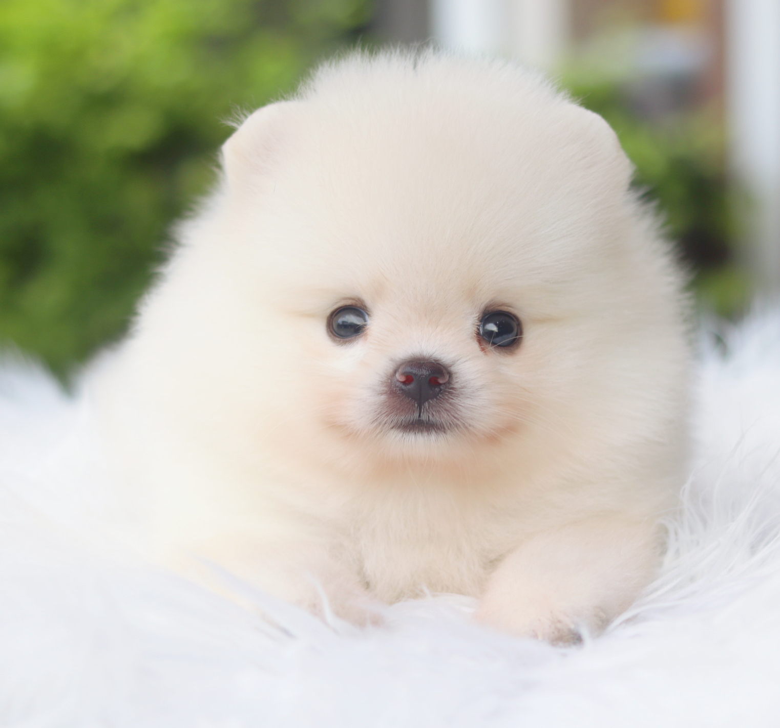 ปอมเมอเรเนียน เพศผู้สีขาวครีม