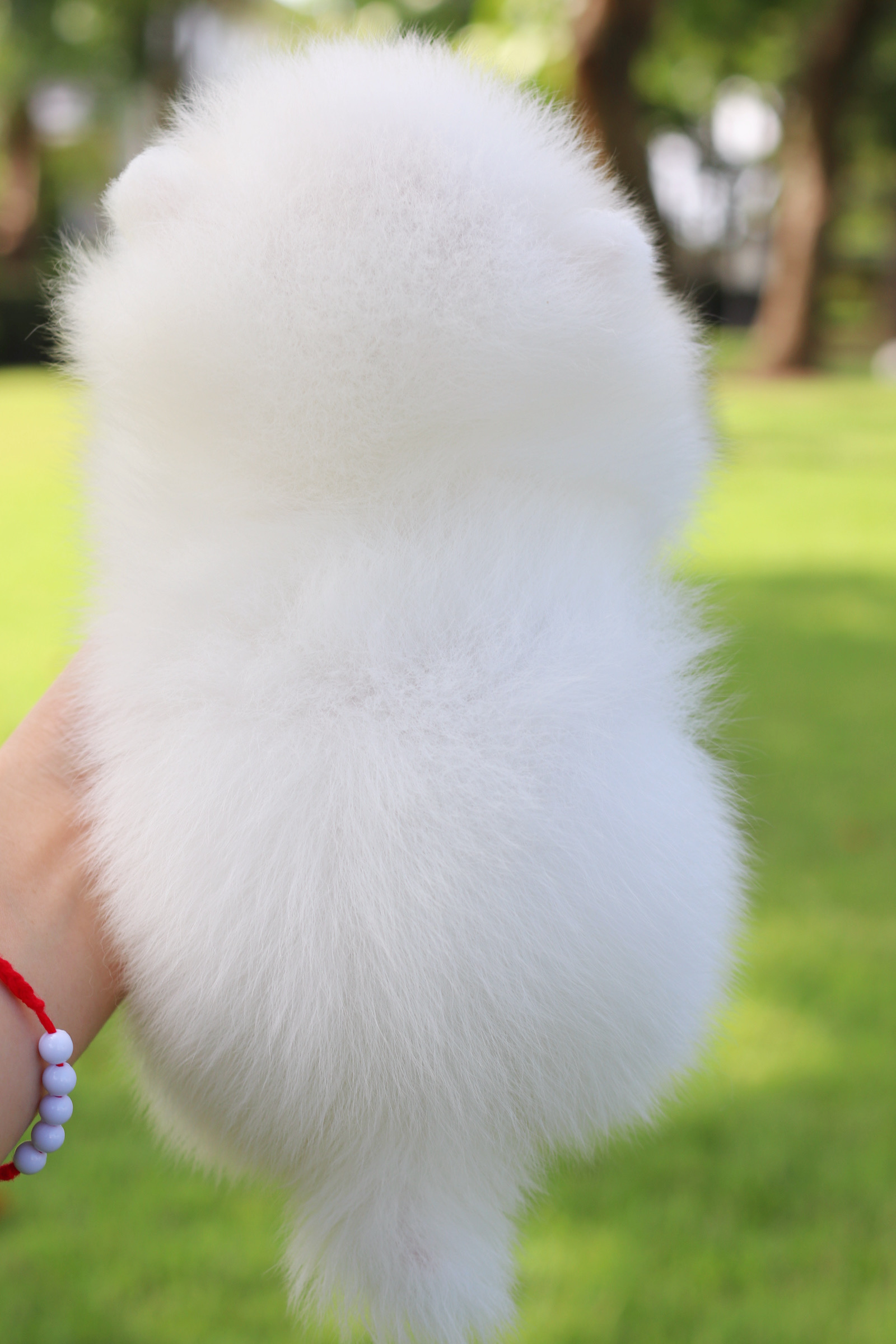 ปอมเมอเรเนียน เพศผู้สีขาวครีม เกรดโชว์