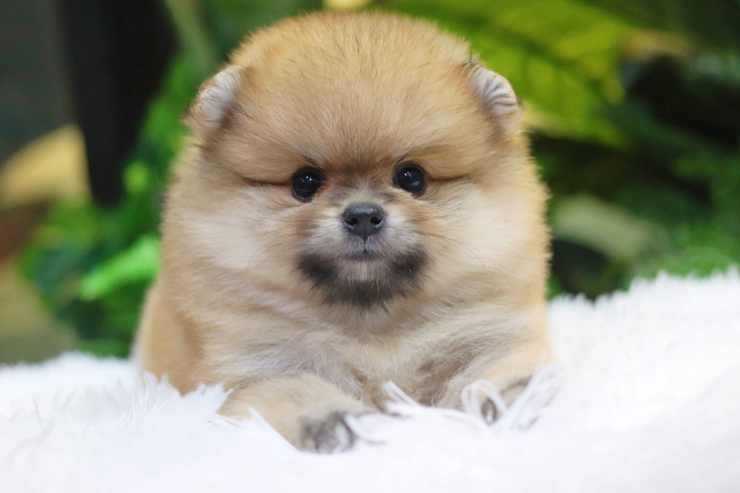 ปอมเมอเรเนียน เพศผู้ สีส้ม