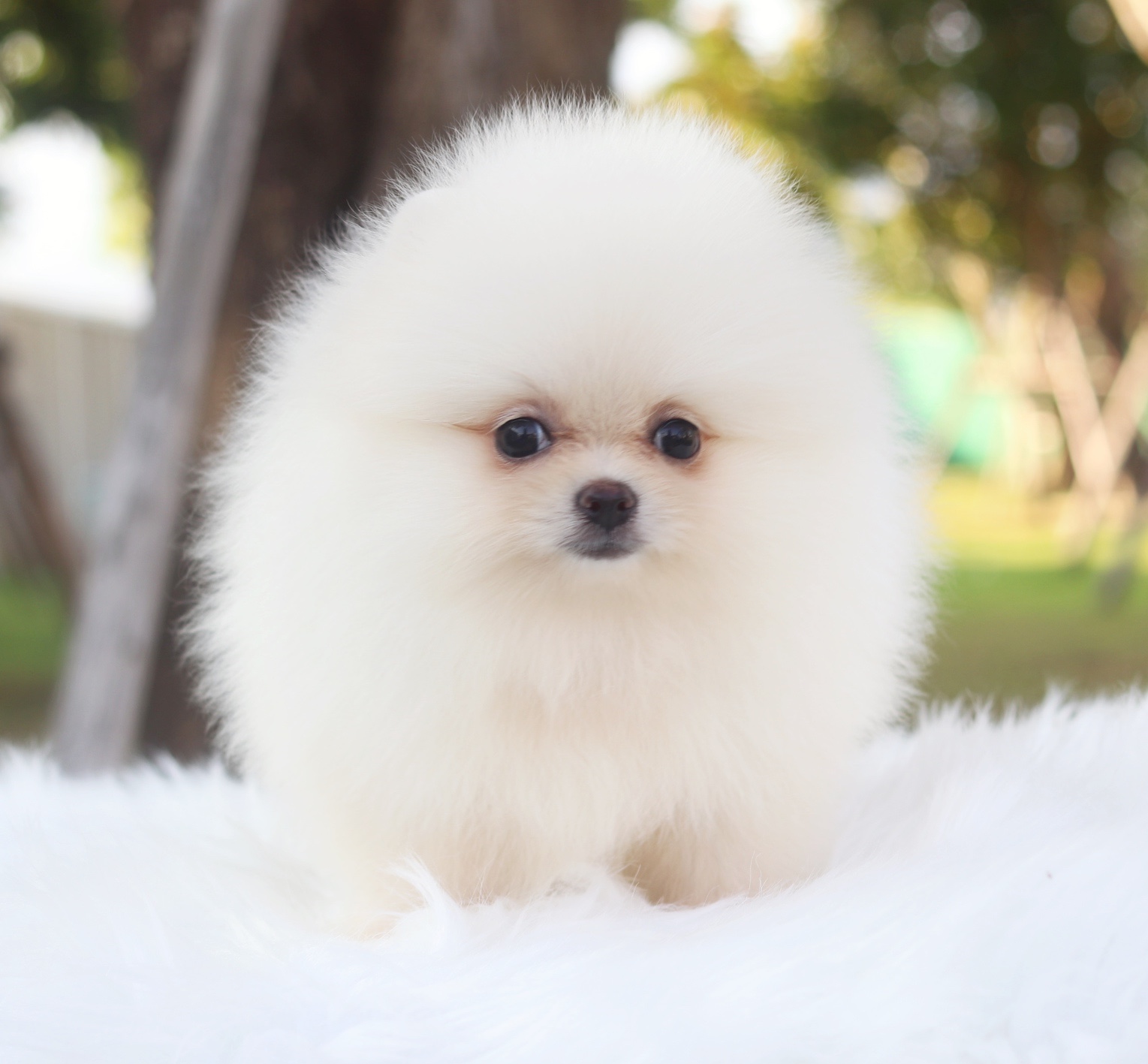 ปอมเมอเรเนียน เพศเมียเกรดโชว์