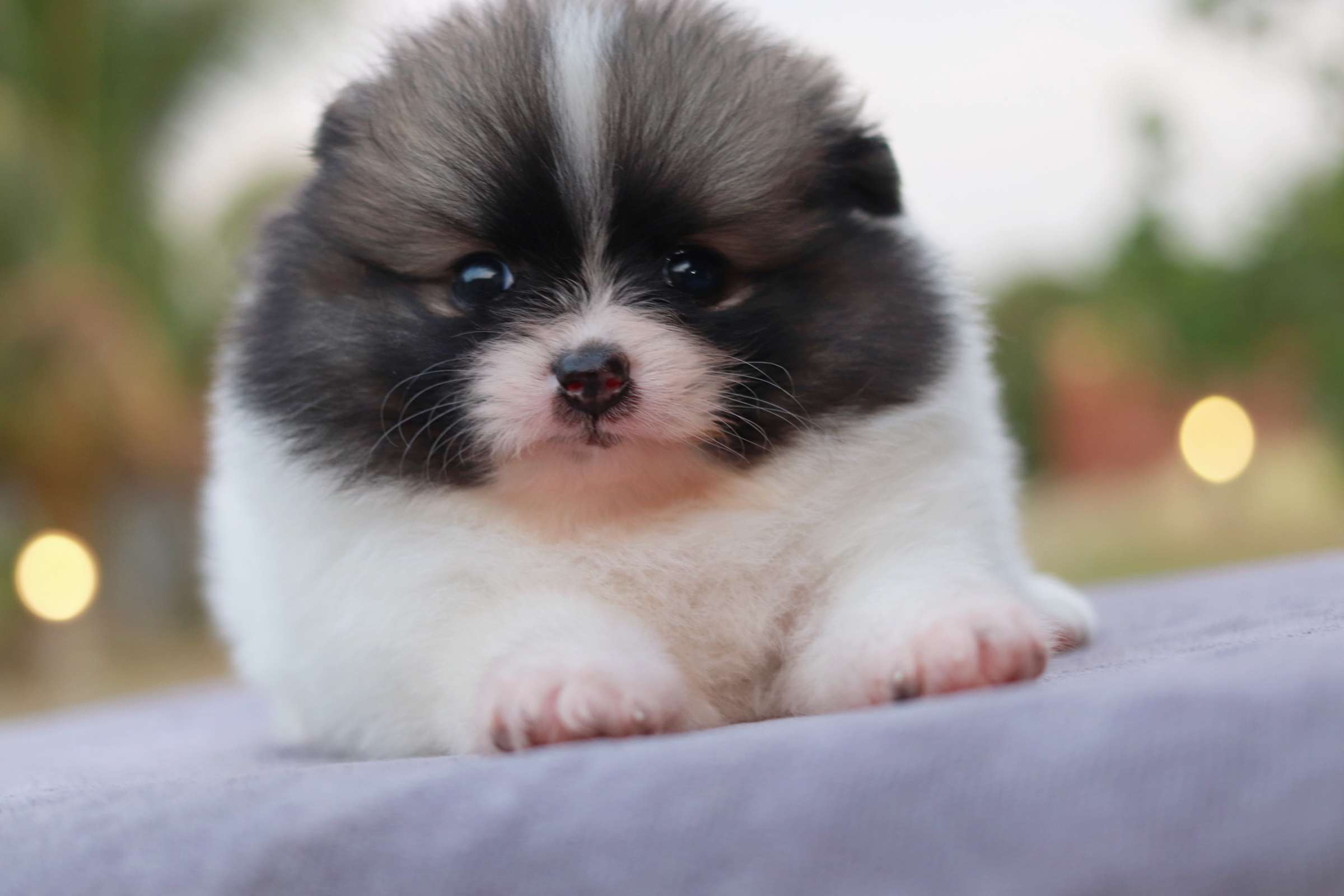 ปอมเมอเรเนียน เพศเมีย