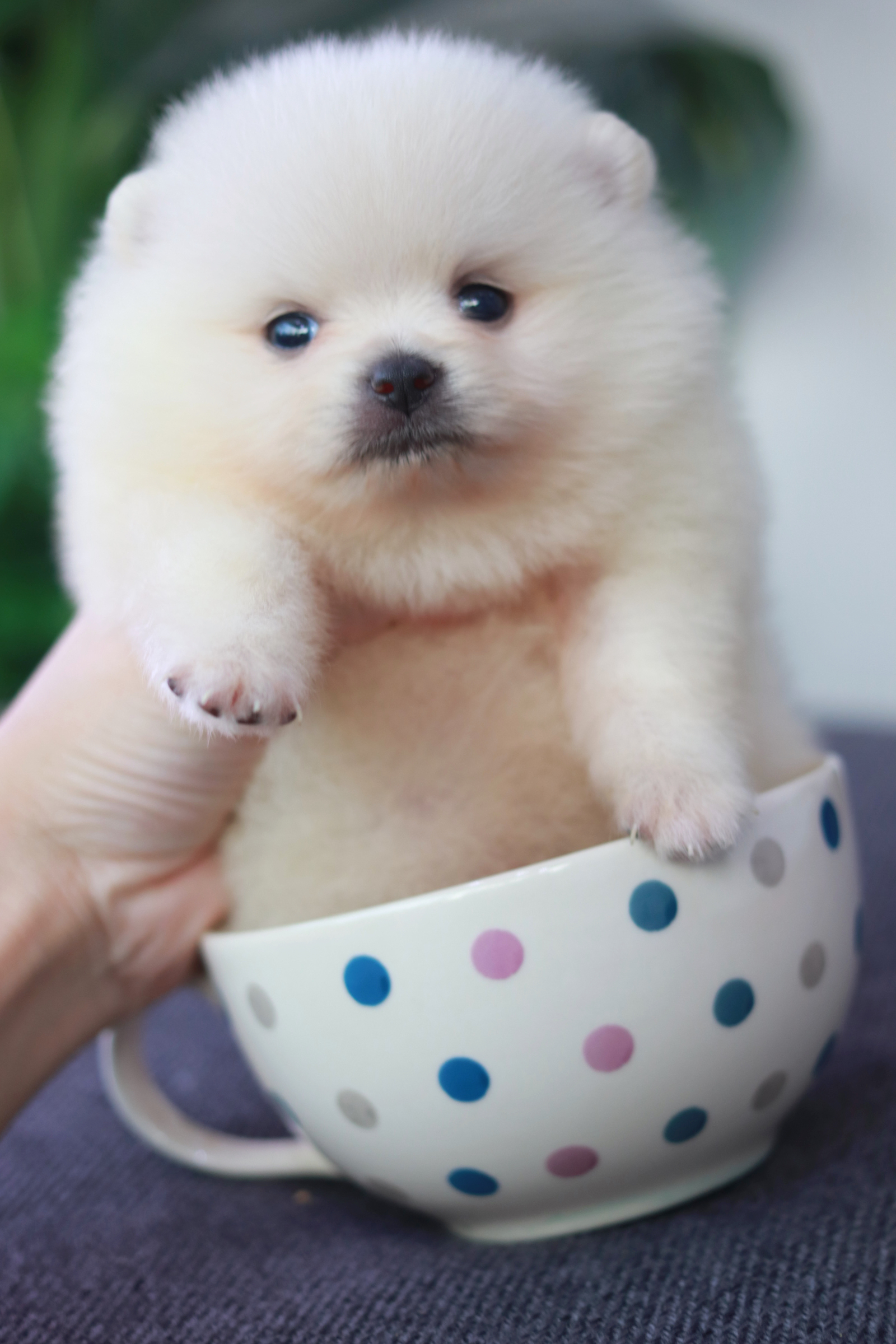 ปอมเมอเรเนียน เพศเมีย