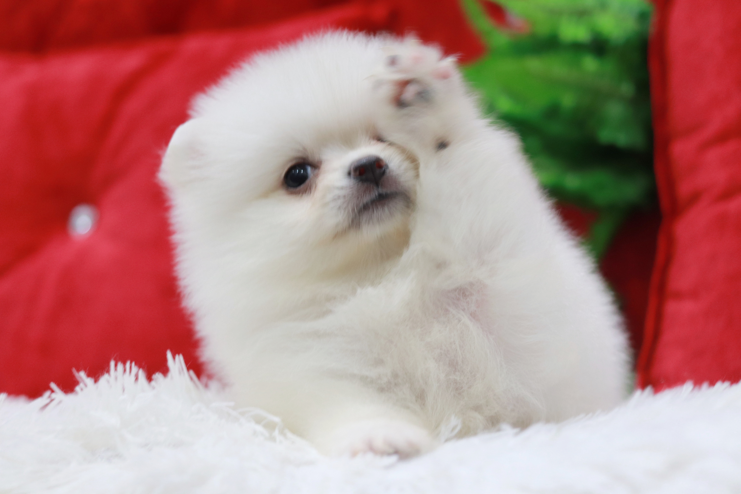 ปอมเมอเรเนียน เพศผู้ขาวครีม