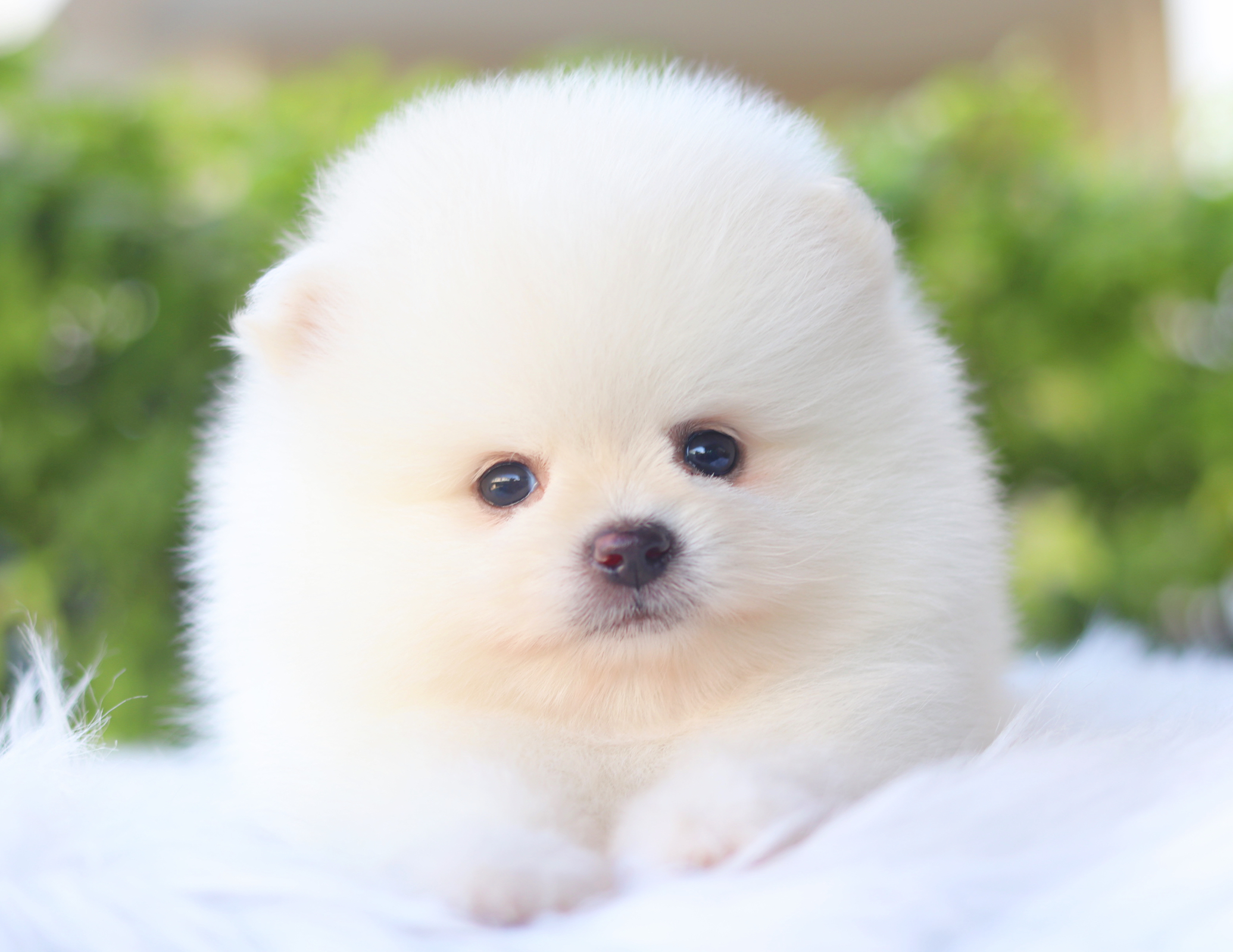 ปอมเมอเรเนียน เพศผู้สีขาวครีมเกรดโชว์