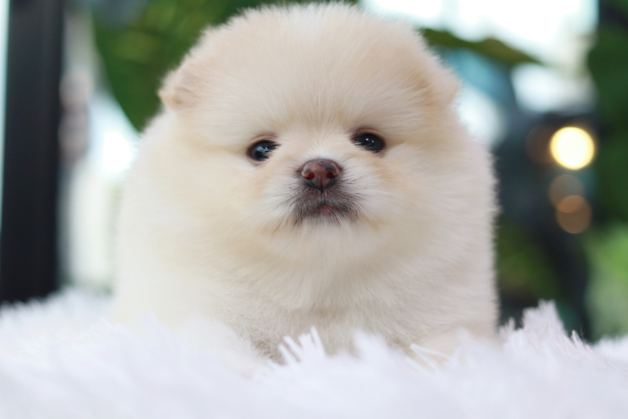 ปอมเมอเรเนียน เพศผู้