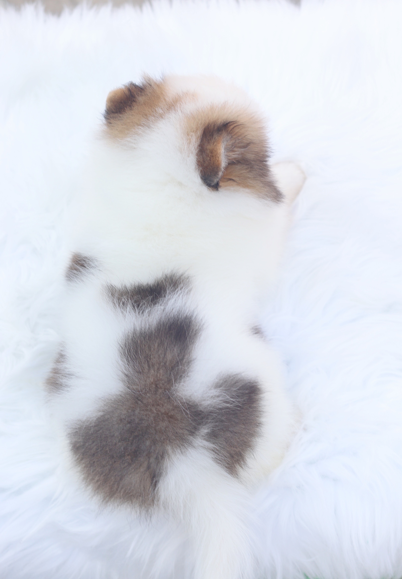 ปอมเมอเรเนียน เพศผู้ สีแฟนซี