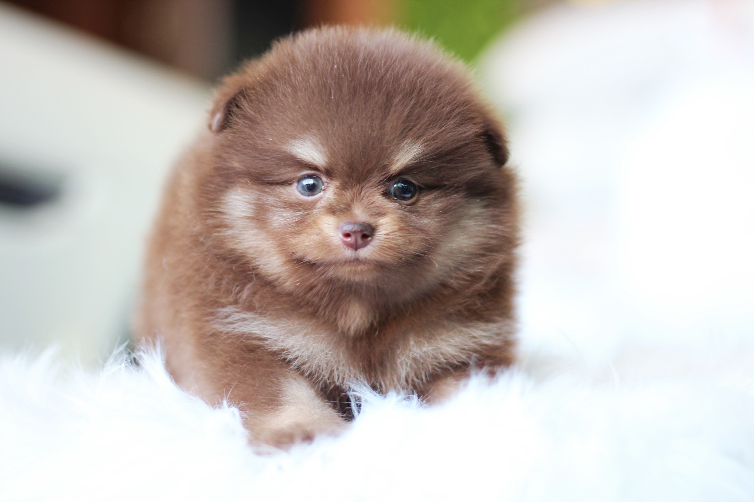 ปอมเมอเรเนียน เพศผู้ สีช็อคแทน