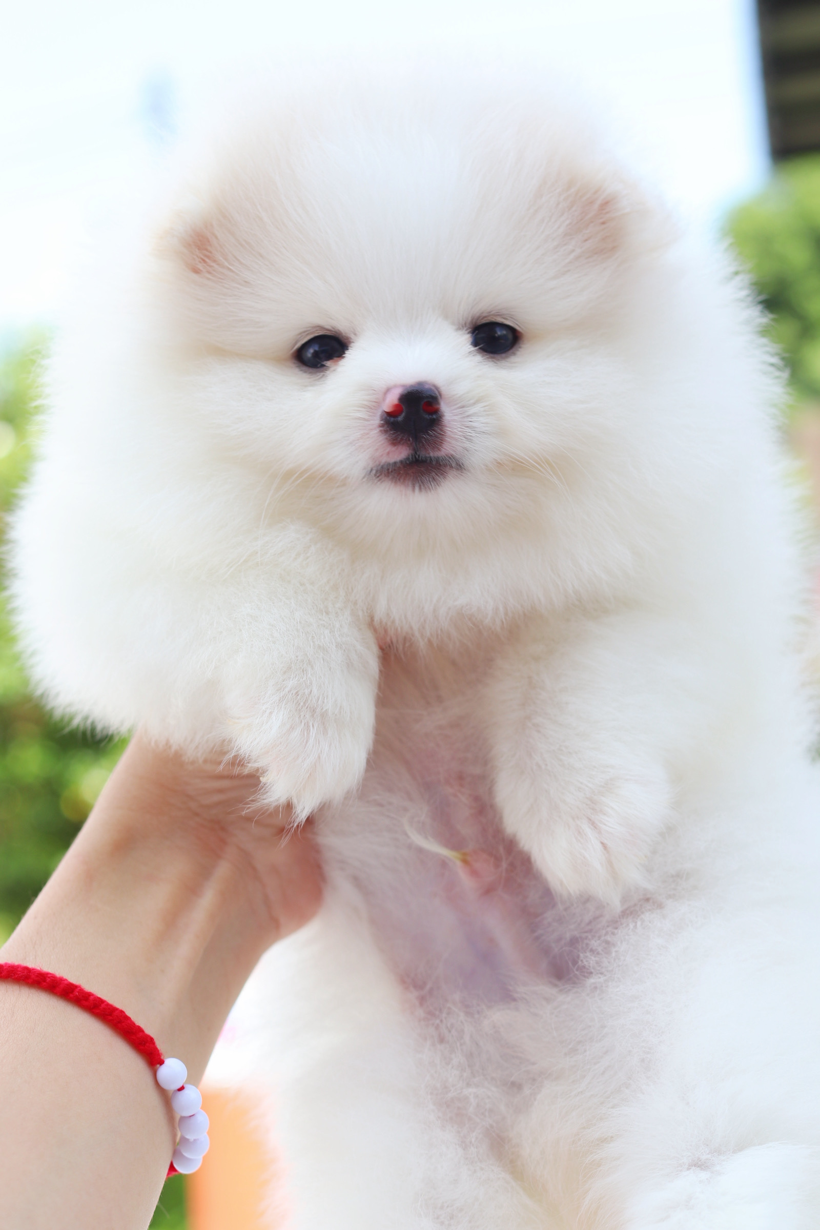 ปอมเมอเรเนียน เพศผู้สีขาวครีม