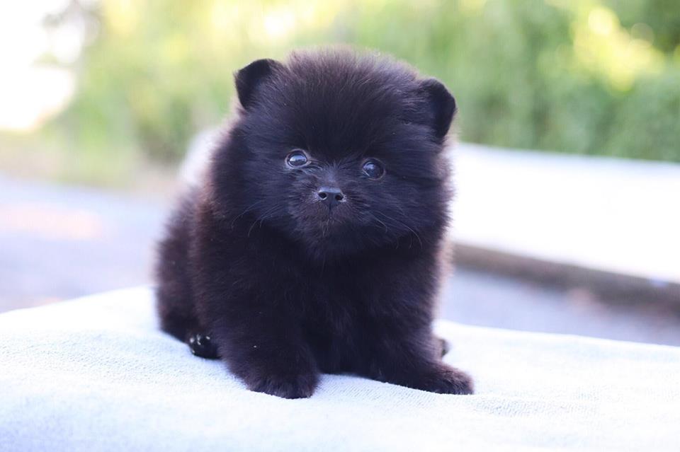 ปอมเมอเรเนียน เพศผู้