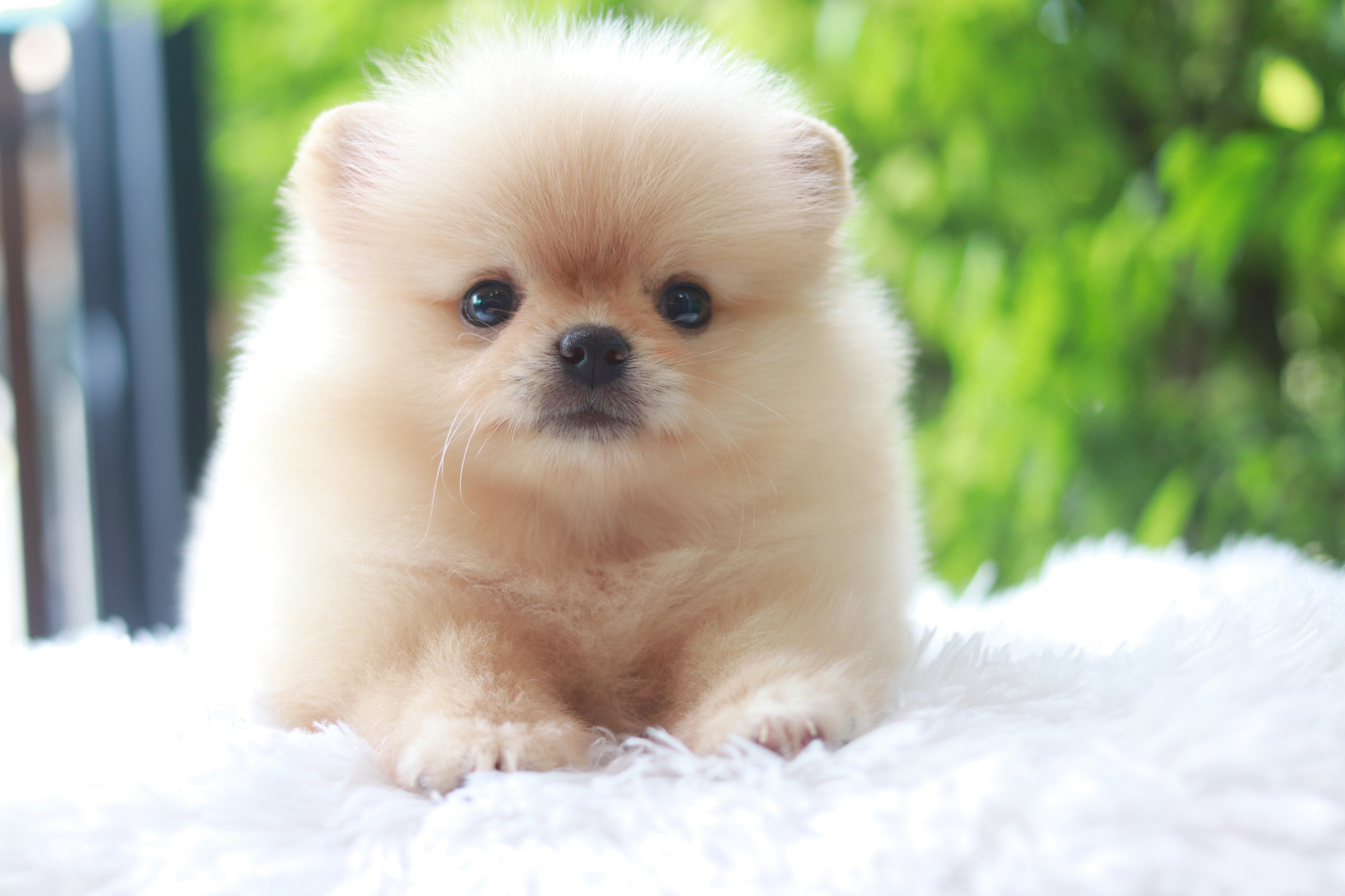 ปอมเมอเรเนียน เพศเมีย ครีม หน้าฟ็อก