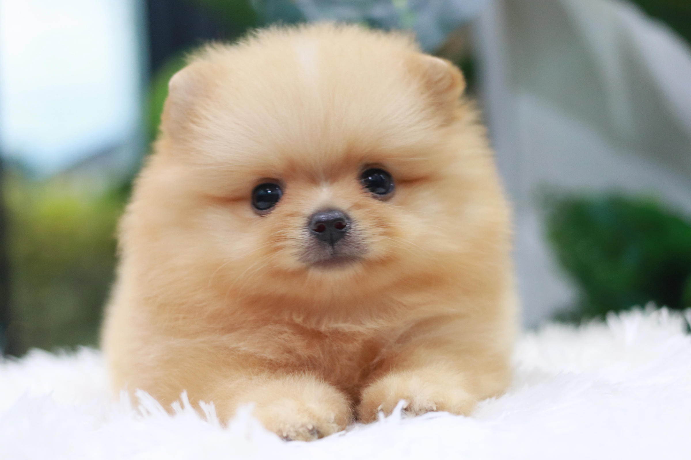 ปอมเมอเรเนียน เพศผู้ สีครีม