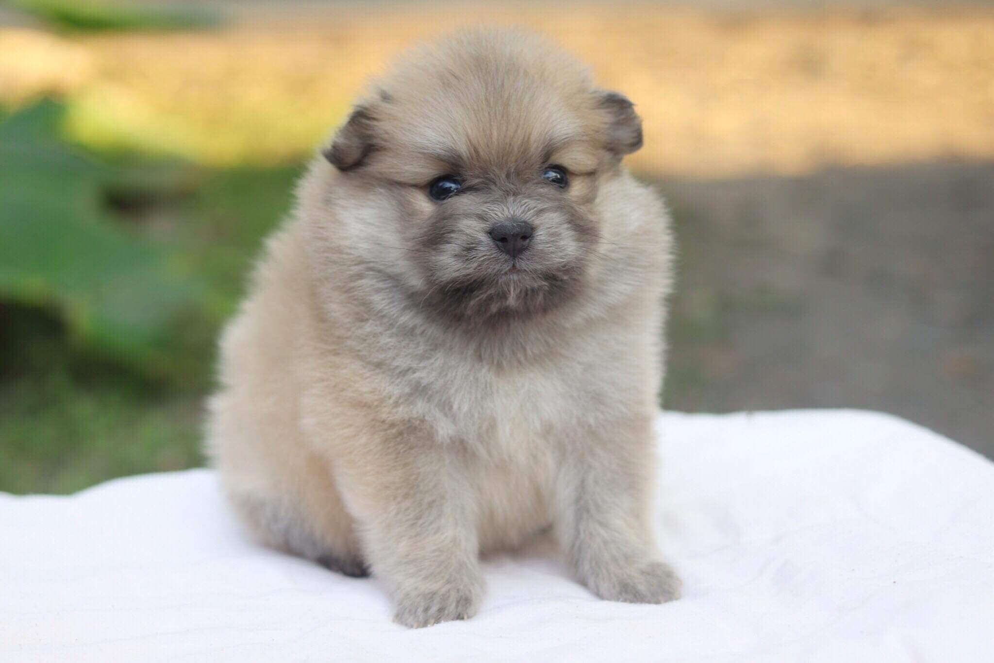 ปอมเมอเรเนียน เพศผู้