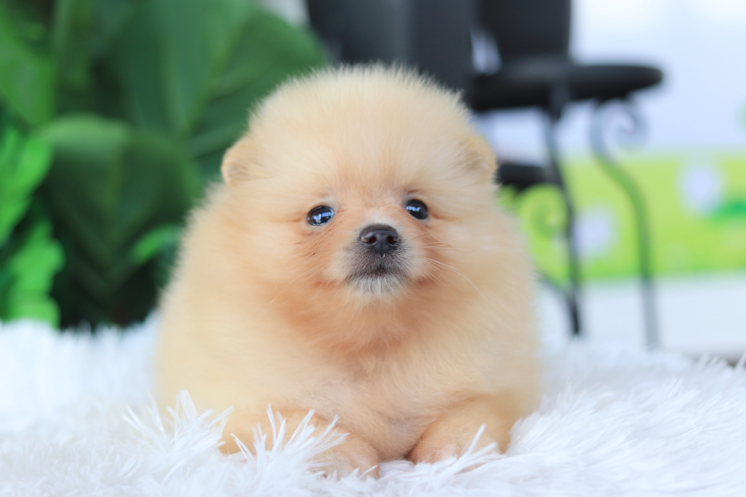 ปอมเมอเรเนียน เพศเมียสีครีม