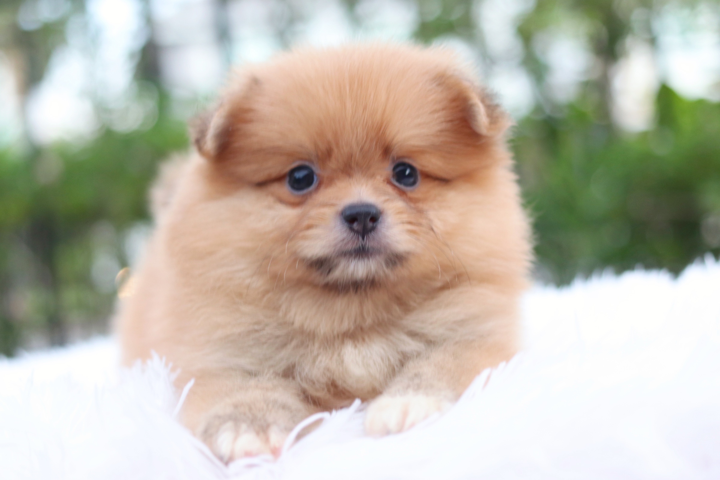 ปอมเมอเรเนียน เพศเมียสีส้ม