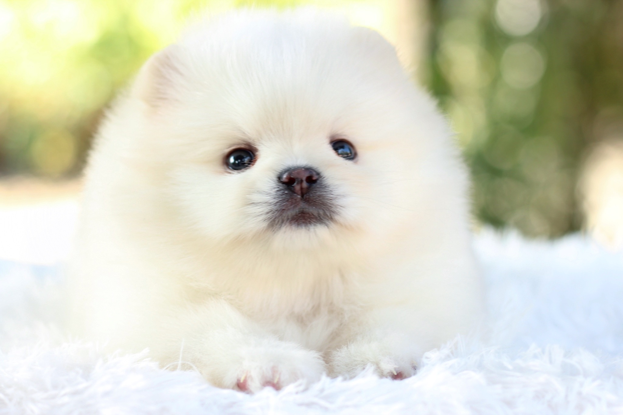 ปอมเมอเรเนียน เพศผู้ขาวครีม