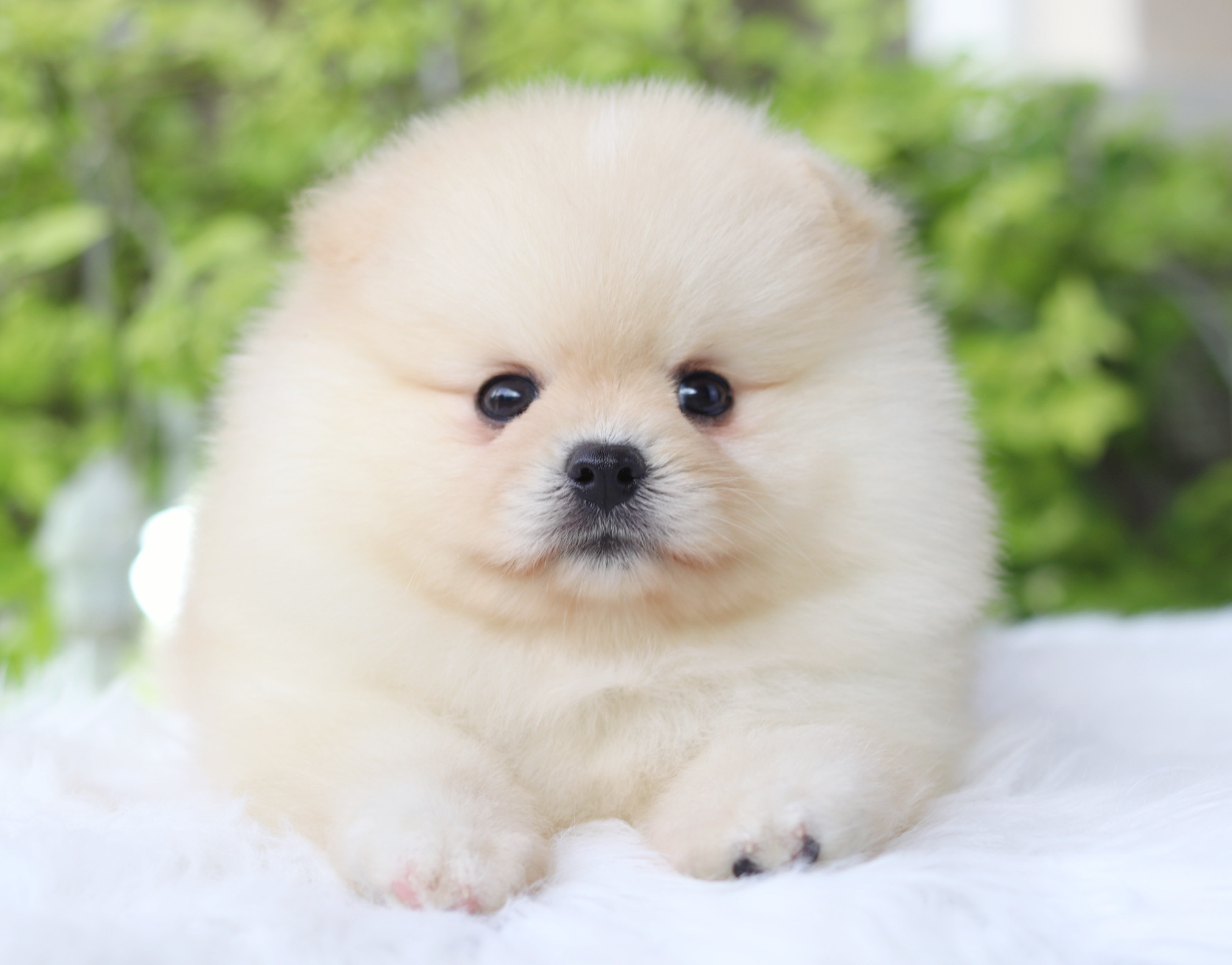 ปอมเมอเรเนียน เพศผู้สีครีม