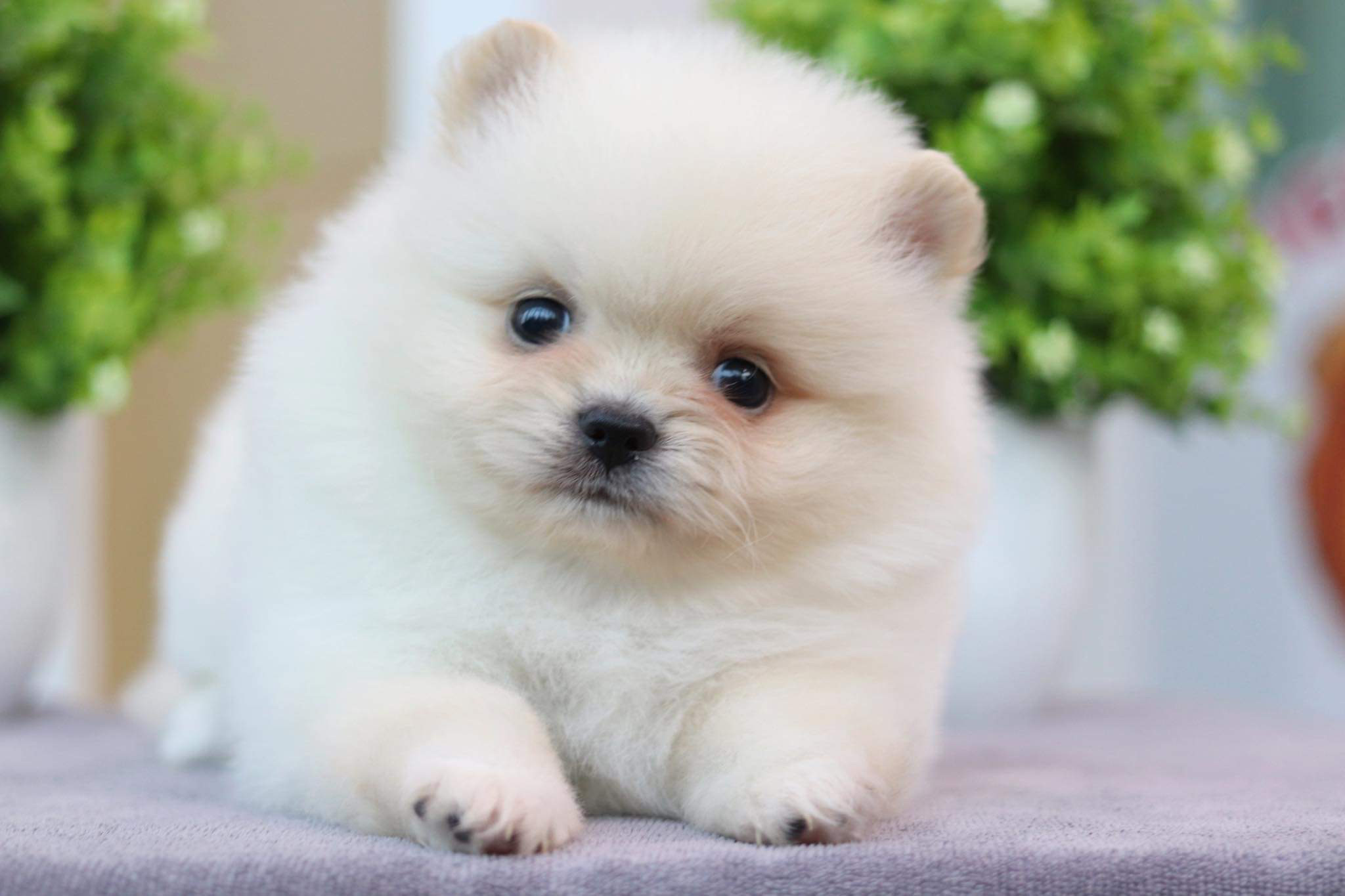 ปอมเมอเรเนียน เพศผู้