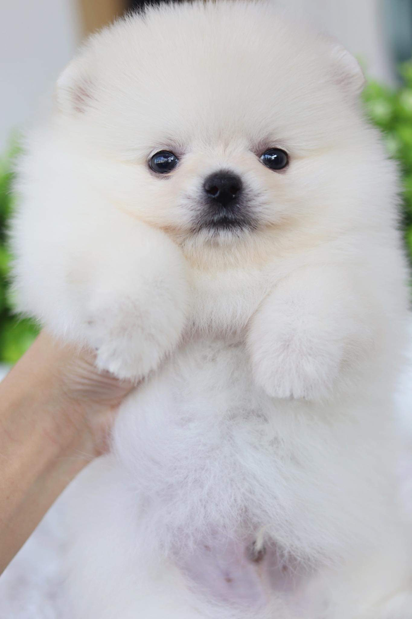 ปอมเมอเรเนียน เพศผู้