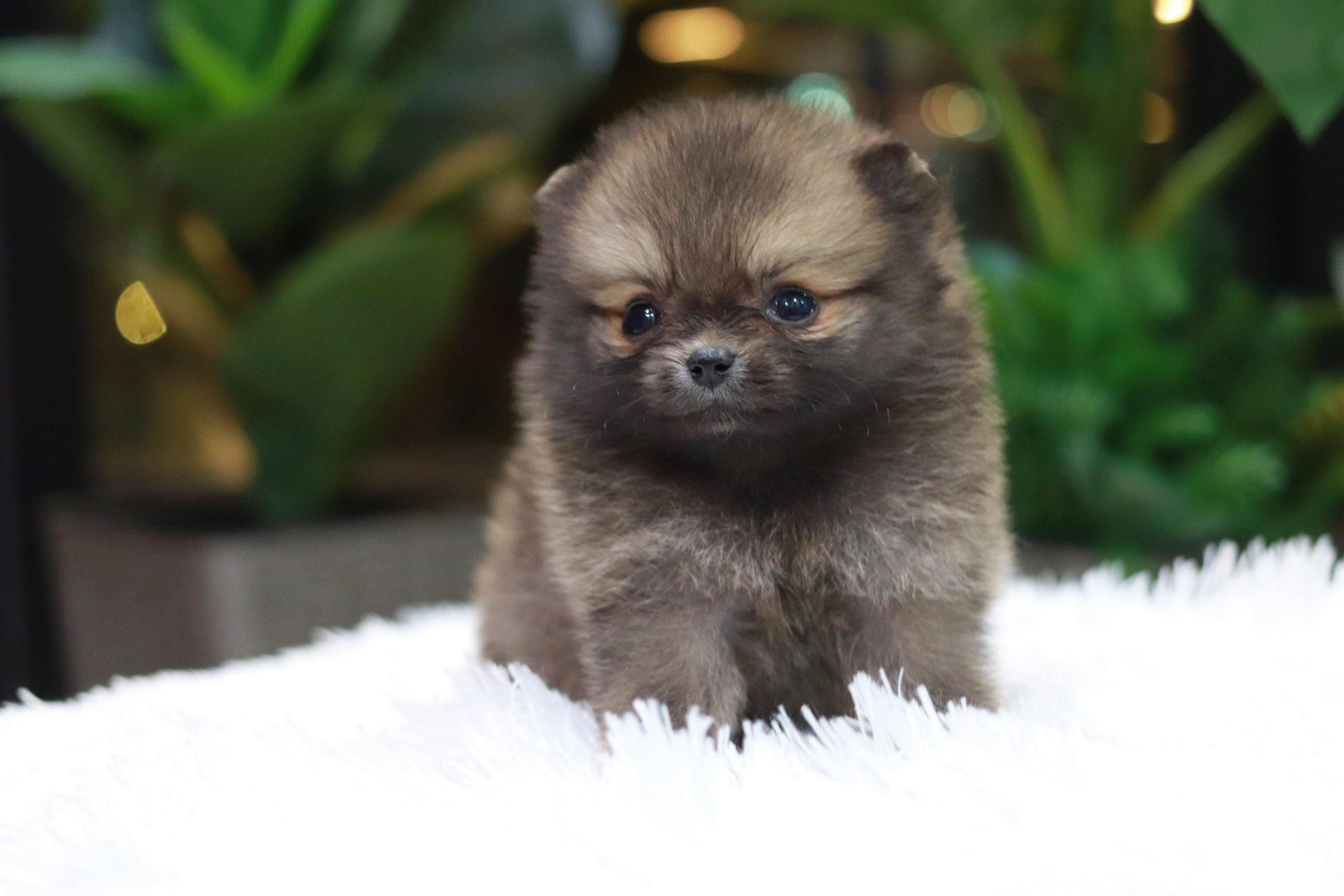 ปอมเมอเรเนียน เพศเมีย ทีคัพ