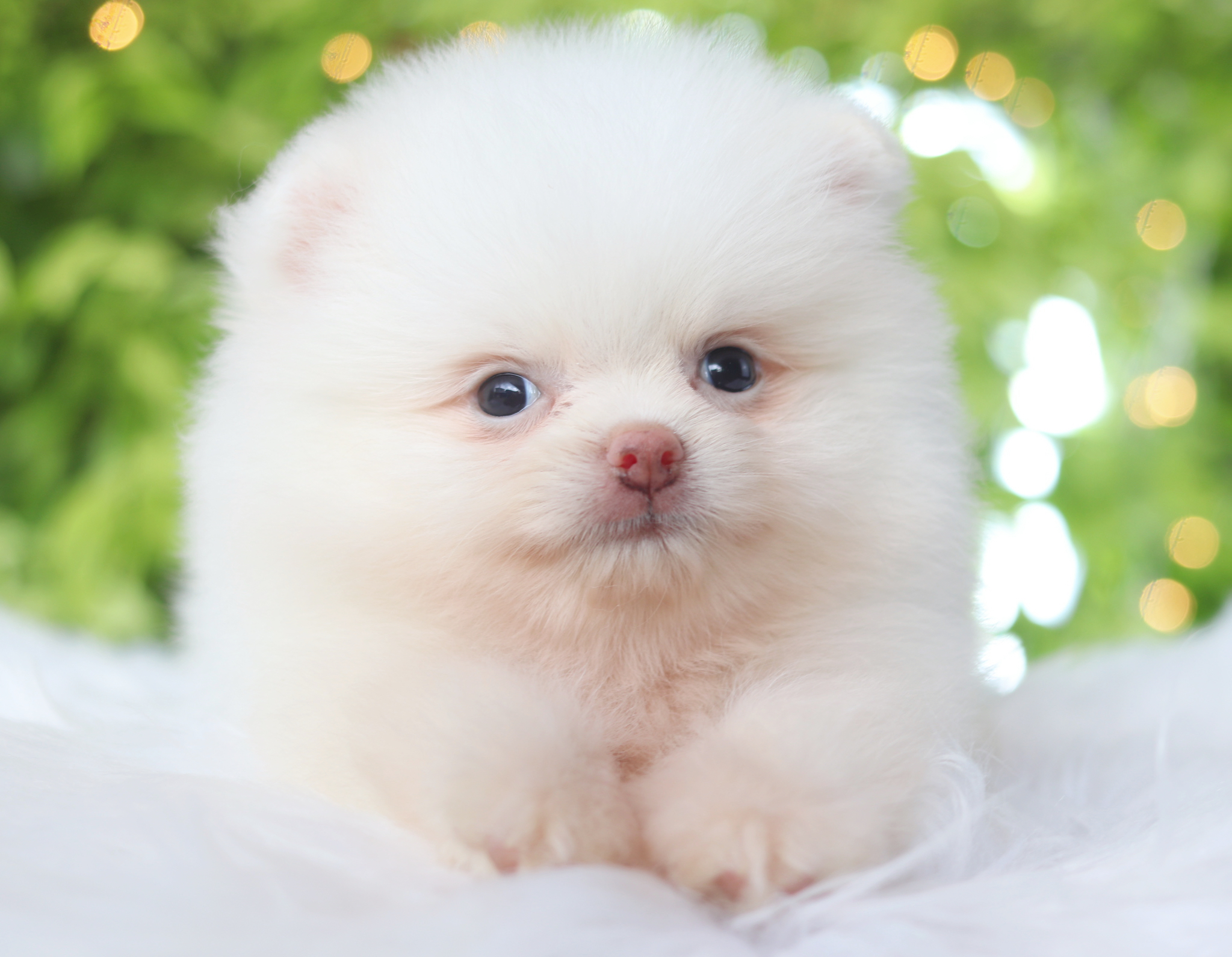 ปอมเมอเรเนียน เพศผู้สีขาวครีม