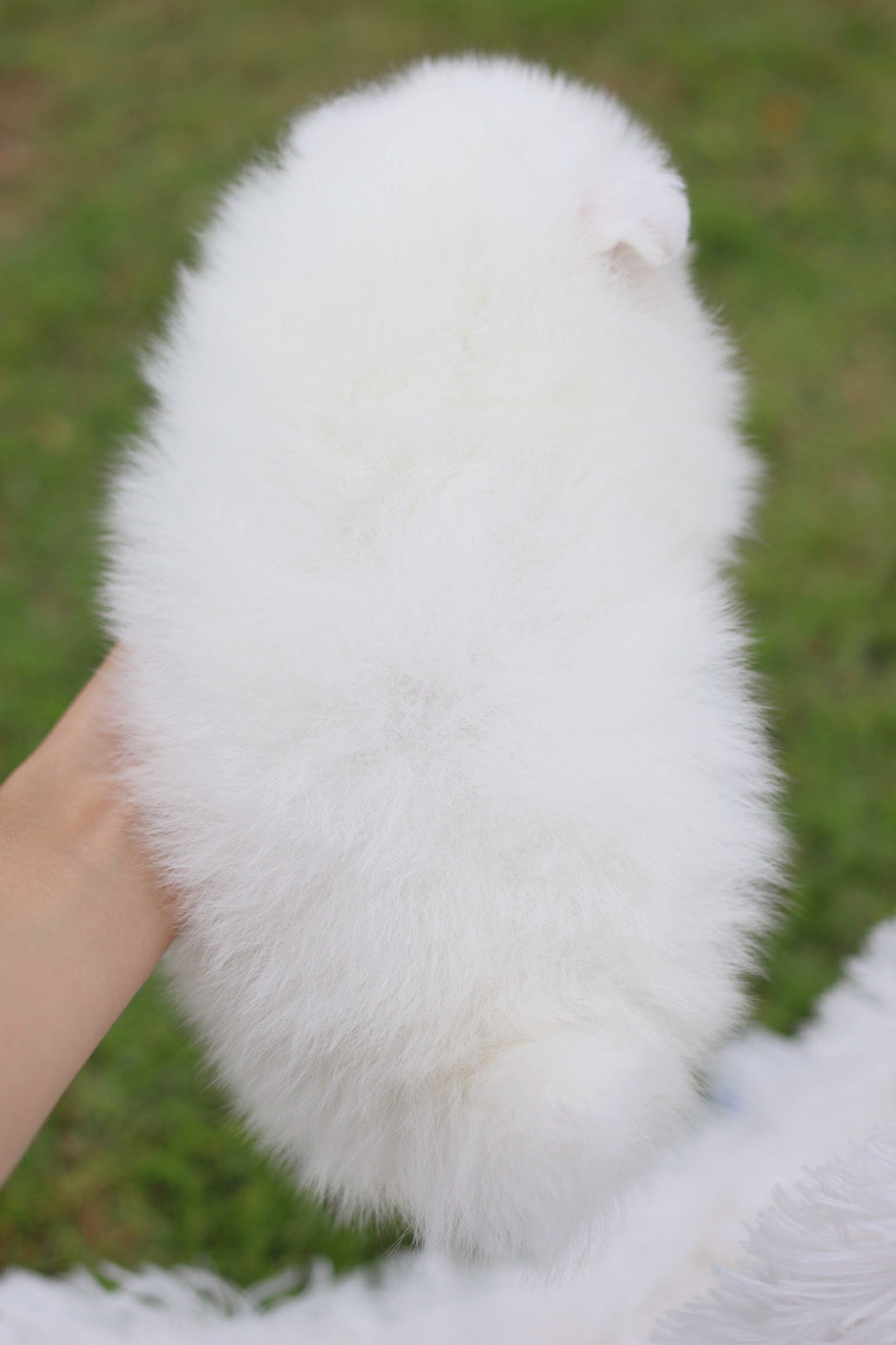 ปอมเมอเรเนียน เพศผู้ สีขาวครีม