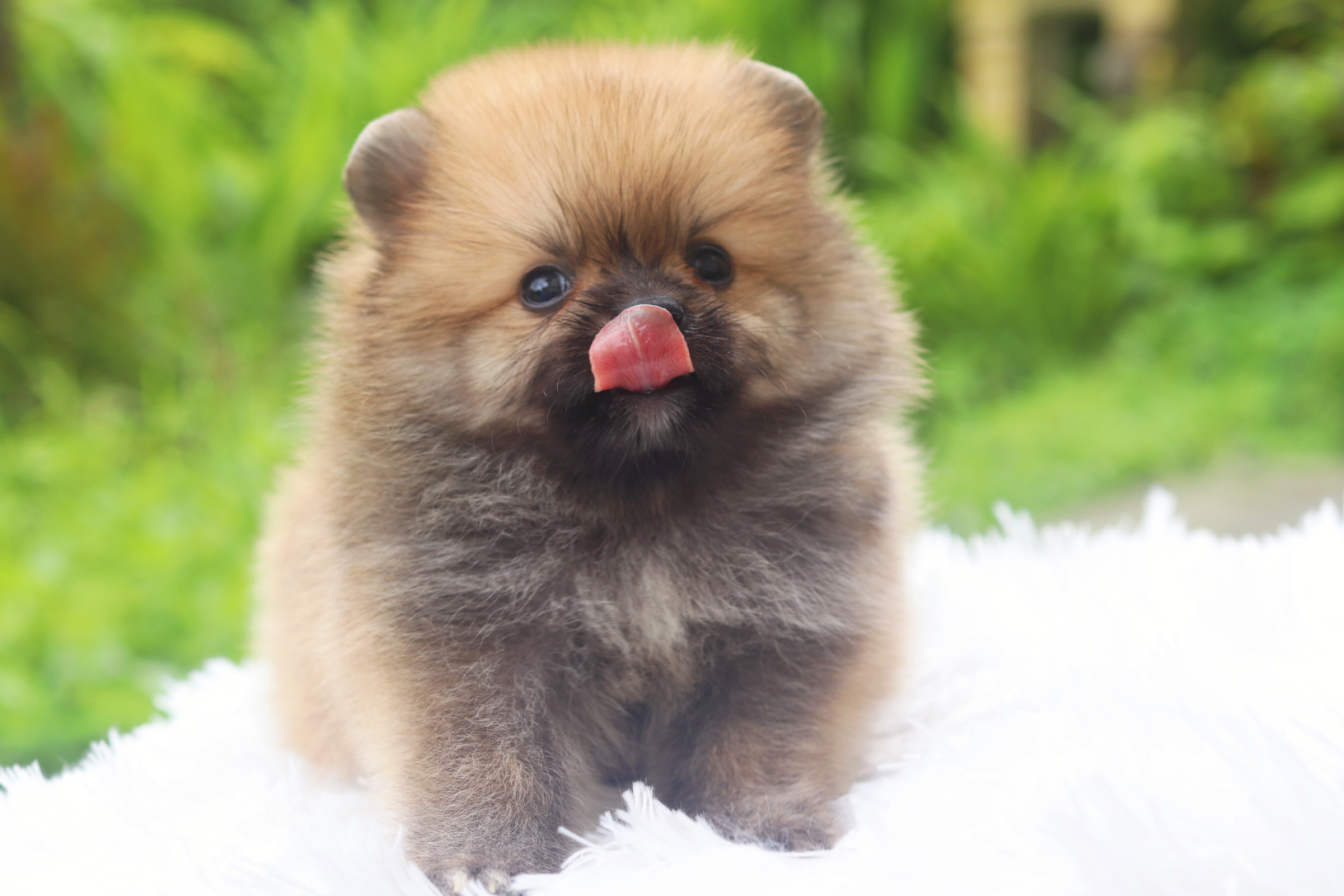 ปอมเมอเรเนียน เพศผู้ สีส้ม