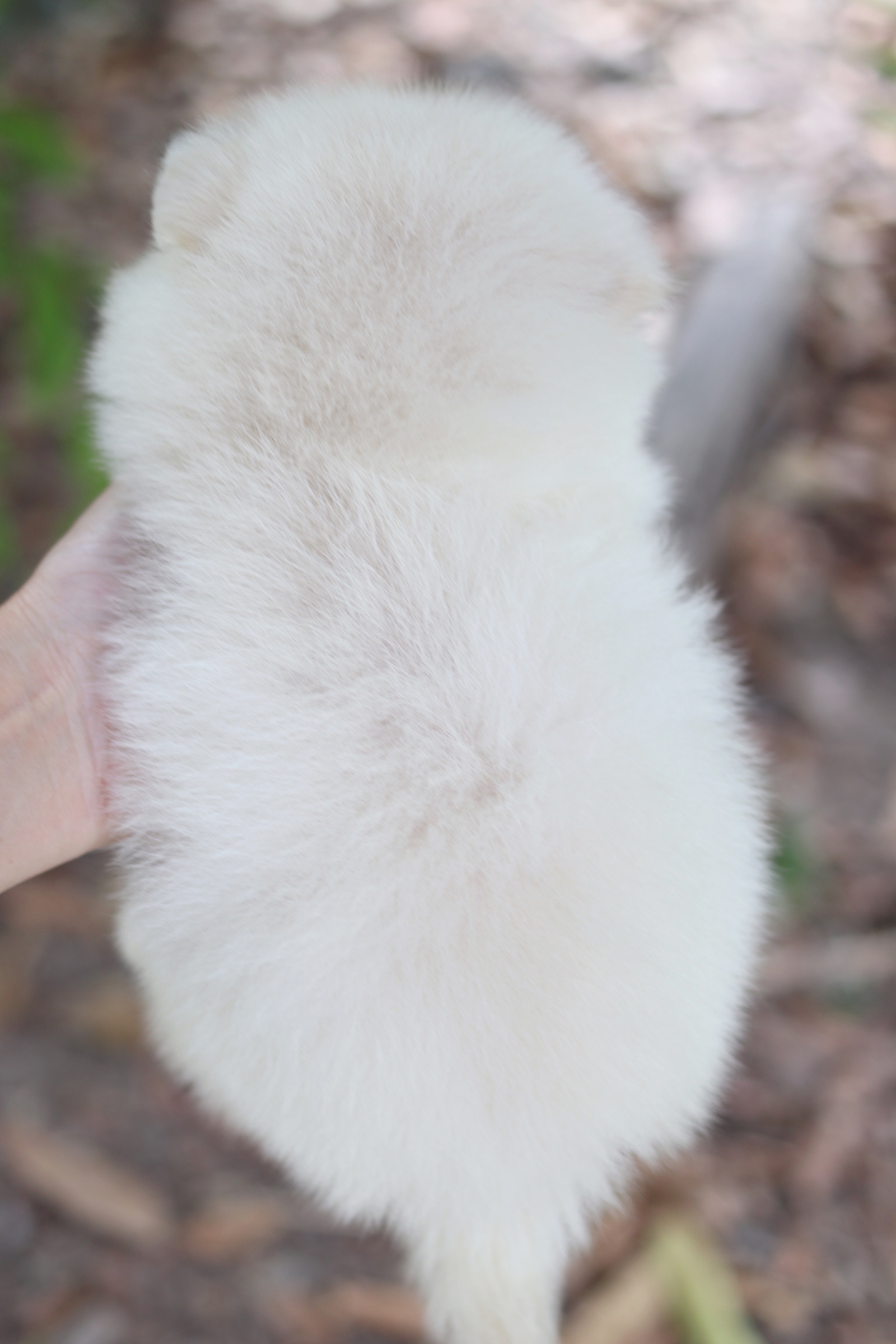 ปอมเมอเรเนียน เพศผู้สีขาวครีมเกรดเลี้ยงเล่น