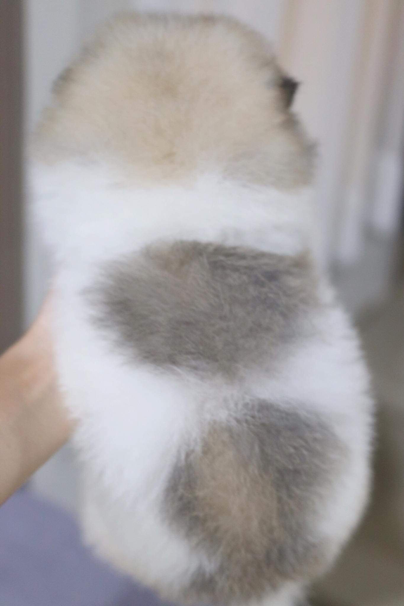 ปอมเมอเรเนียน เพศผู้