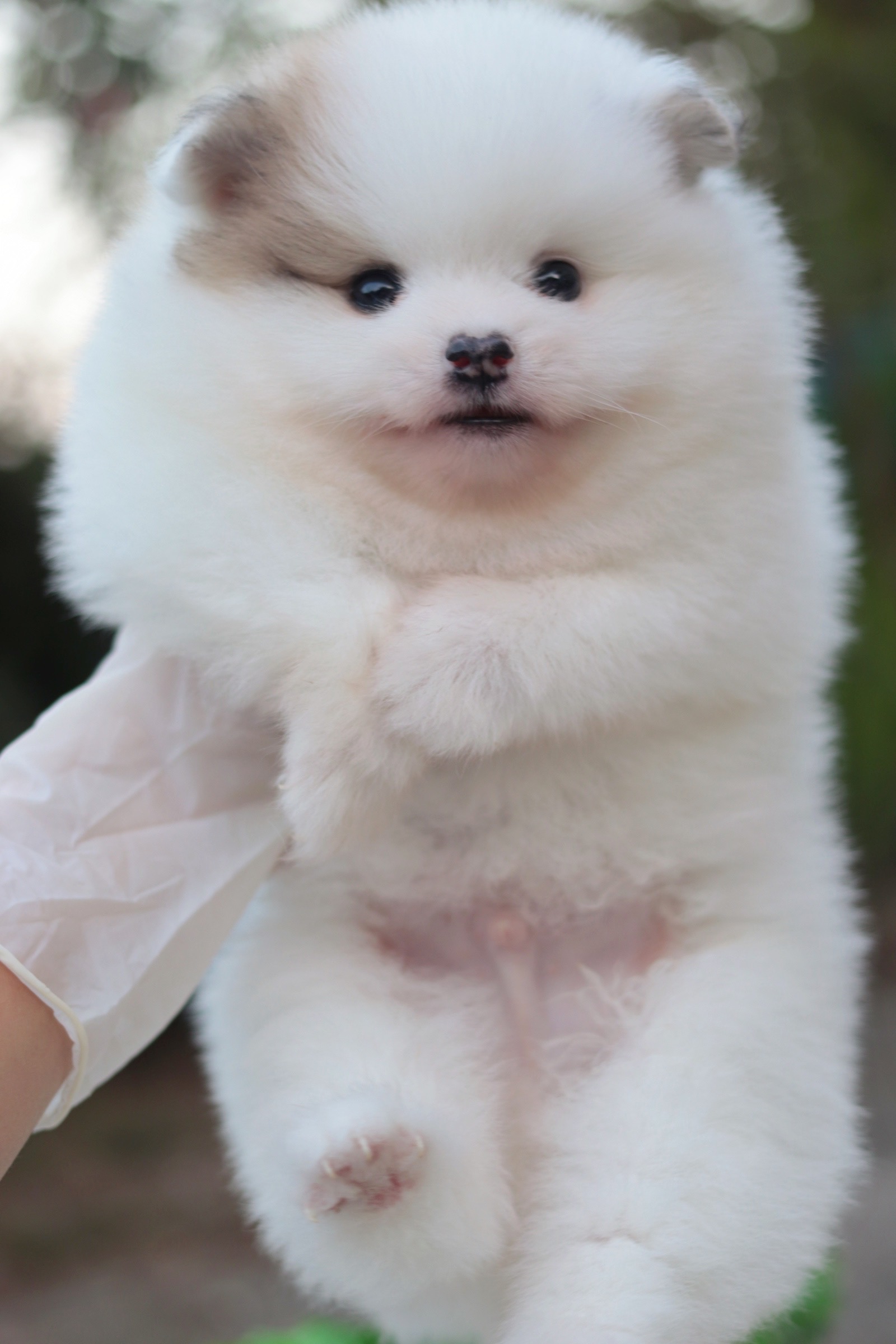 ปอมเมอเรเนียน เพศผู้ แฟนซี