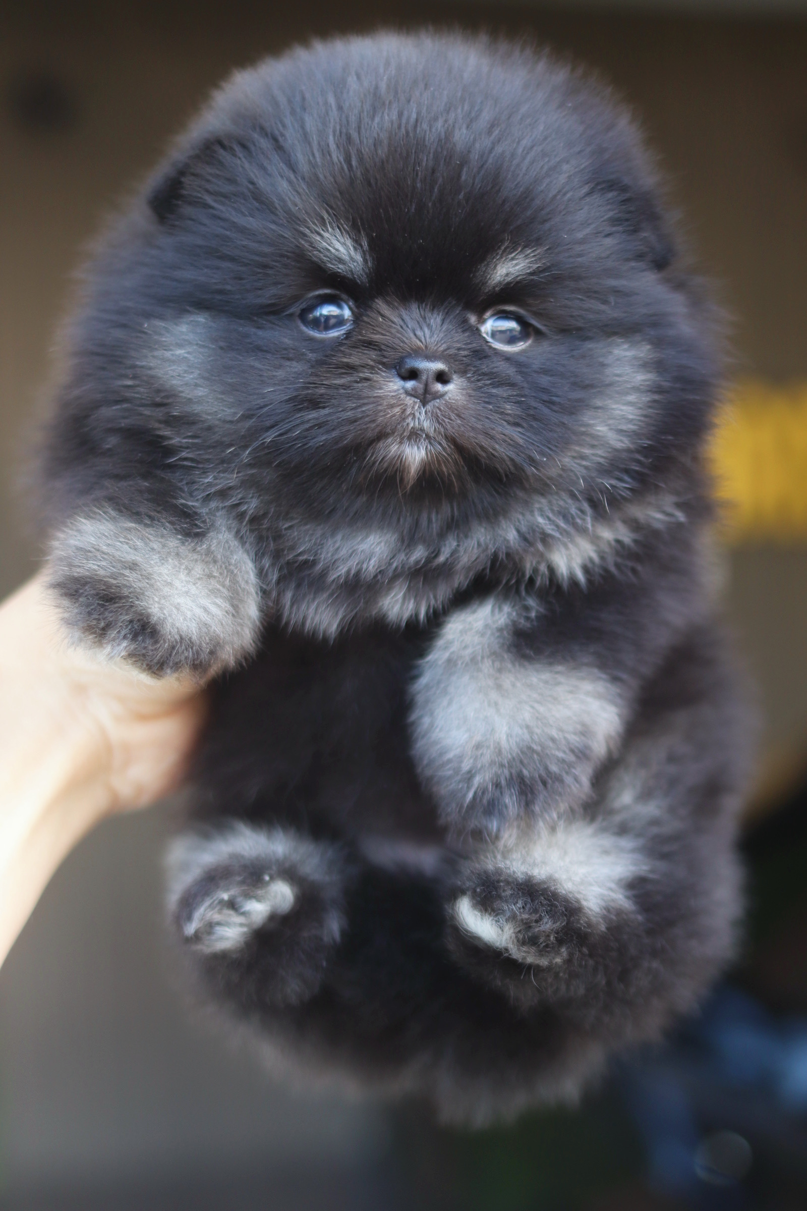 ปอมเมอเรเนียน เพศเมียสีแบล็คแทน