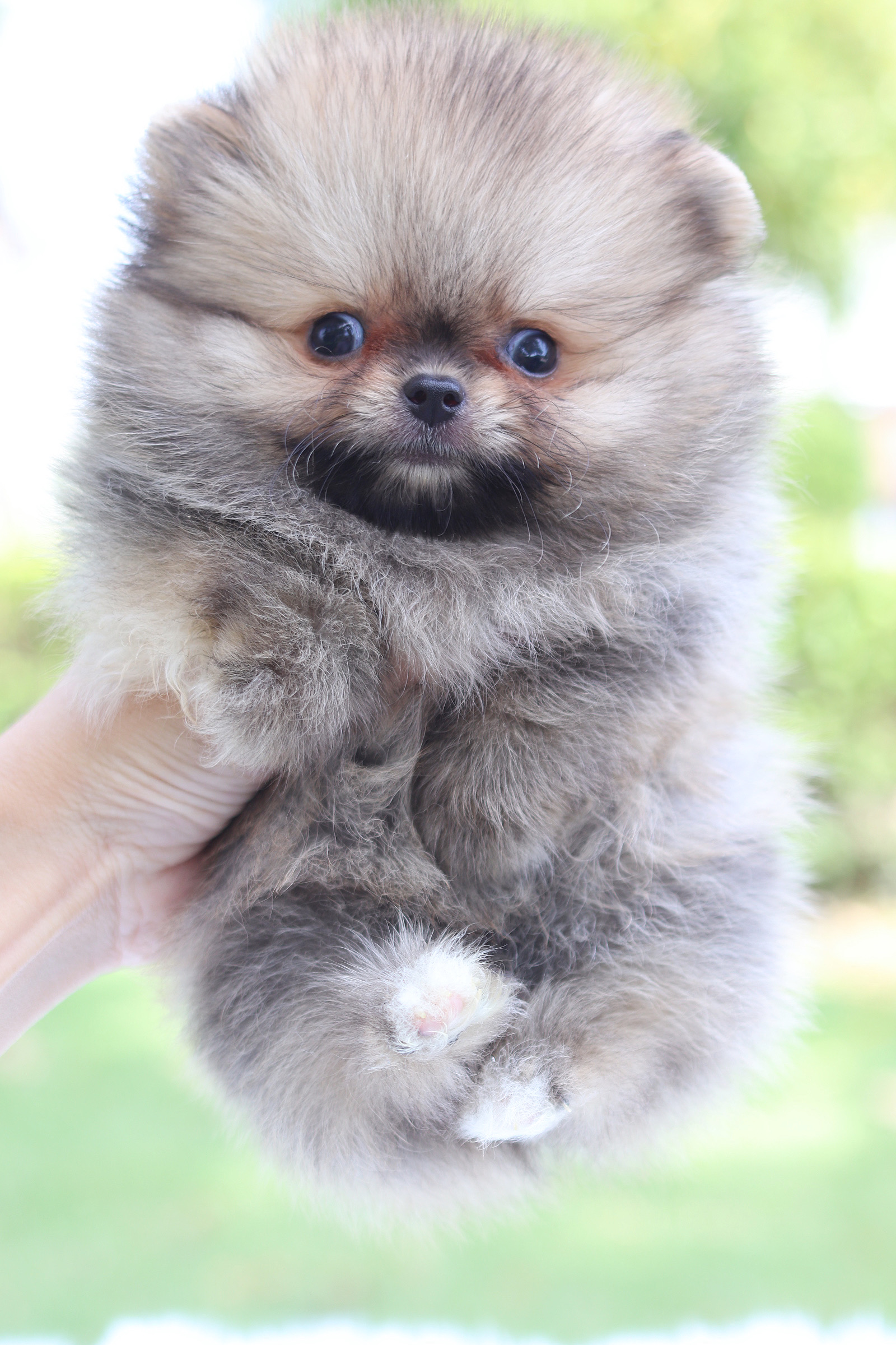 ปอมเมอเรเนียน เพศผู้ สีส้ม เกรดโชว์