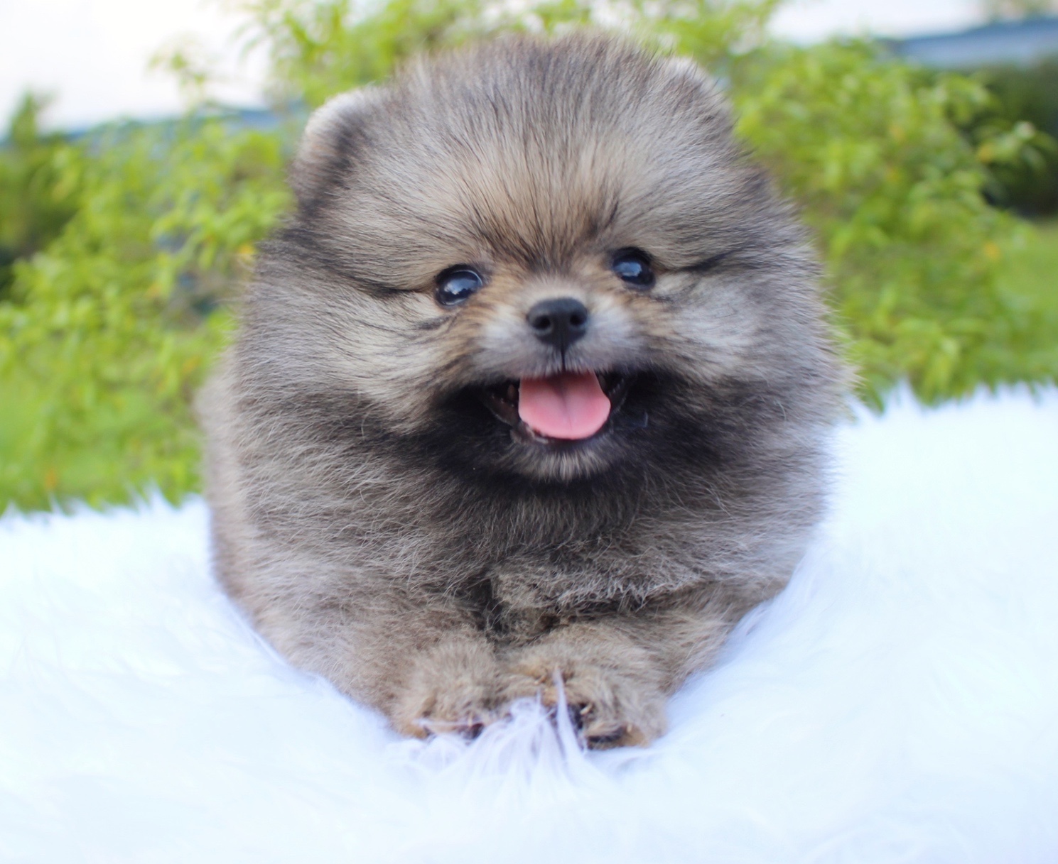 ปอมเมอเรเนียน เพศผู้ สีส้ม